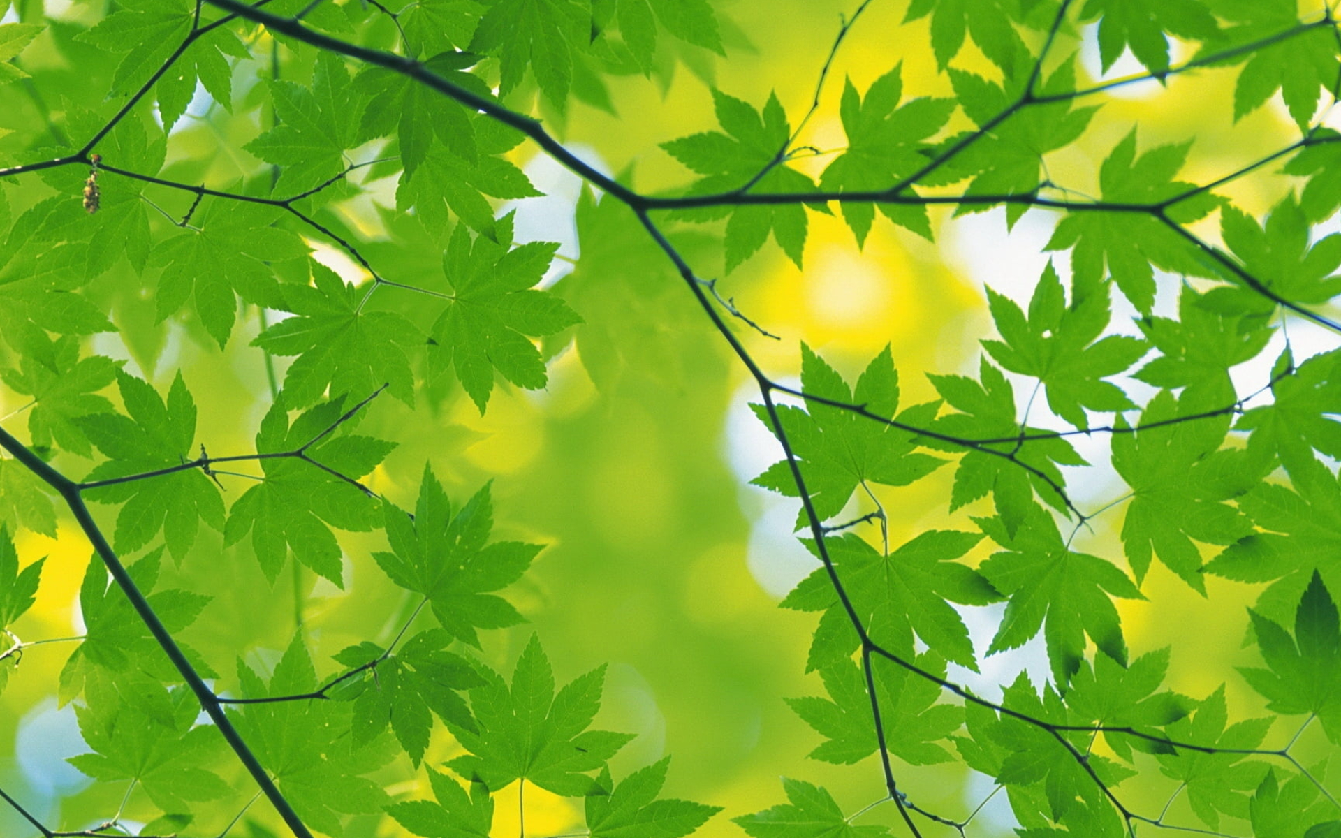 Selective focus photography, Green maple leaf, HD wallpaper, Selective focus photography, 1920x1200 HD Desktop