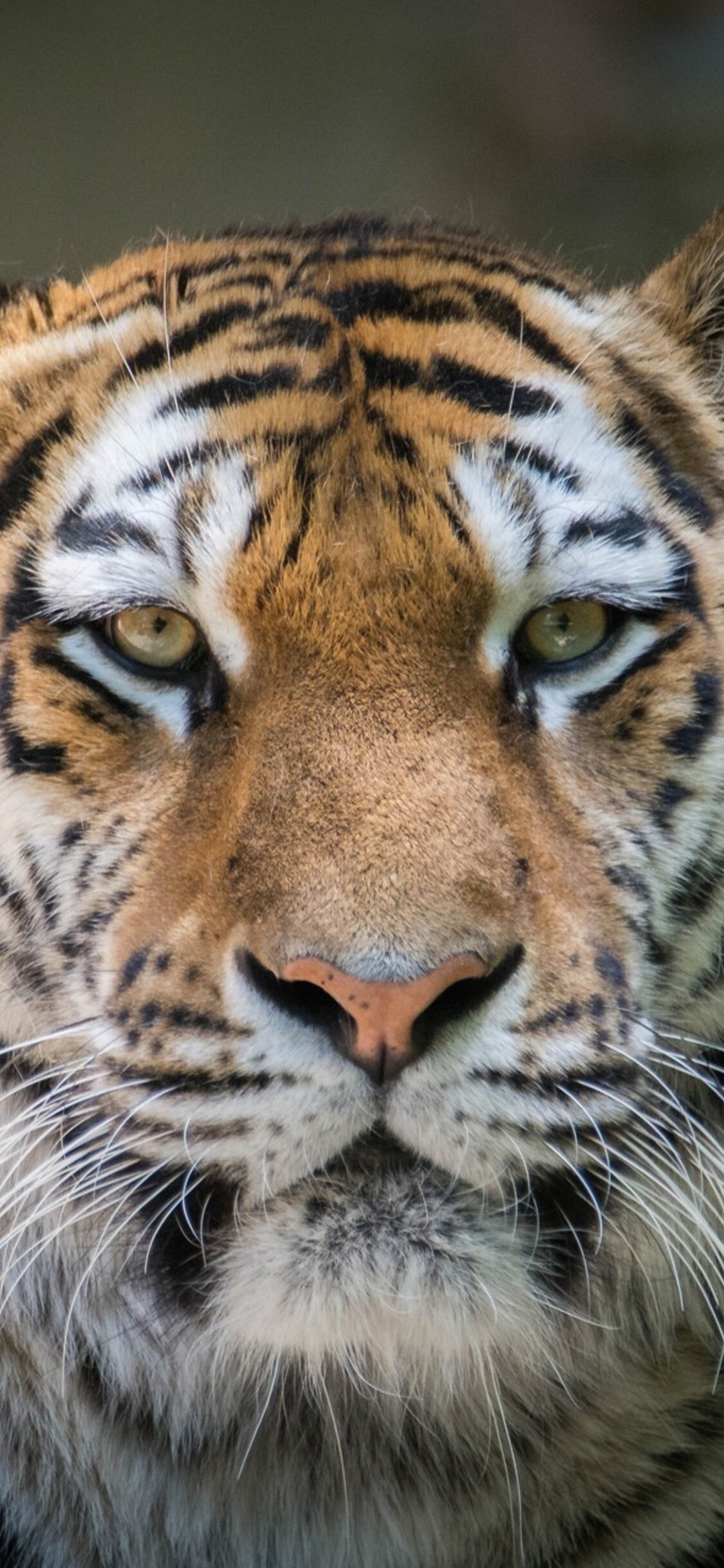 Tiger: A tiger's range within these regions is determined by the availability of prey. 1130x2440 HD Background.