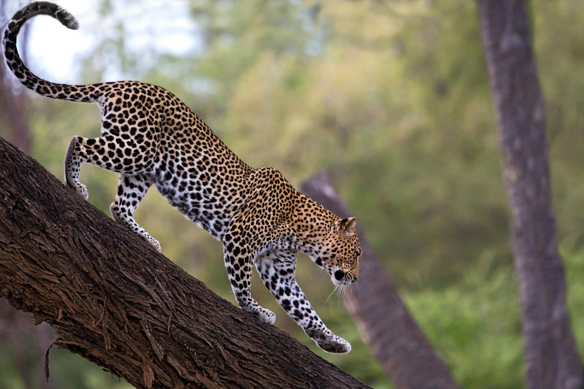 Leopard, African leopard, Facts distribution, Habitat, 2000x1340 HD Desktop