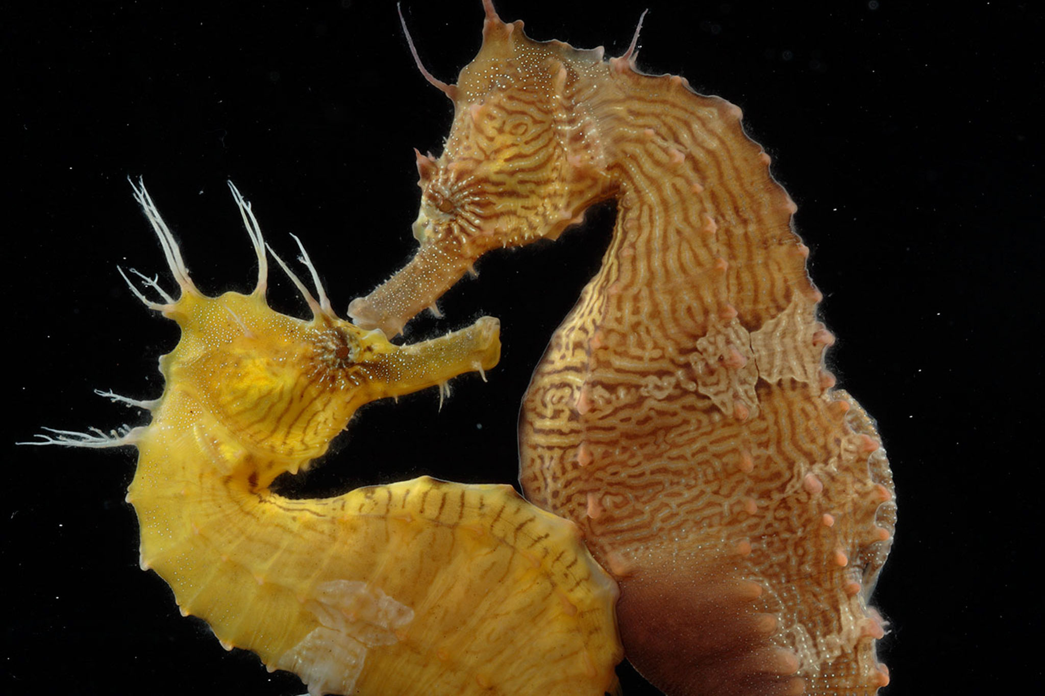 Seahorse, Animal HQ pictures, 4K wallpapers, Animals, 2050x1370 HD Desktop