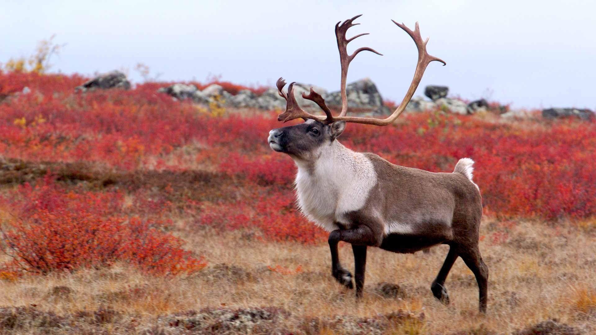 Caribou, Majestic creatures, Wild beauty, Natural wonders, 1920x1080 Full HD Desktop