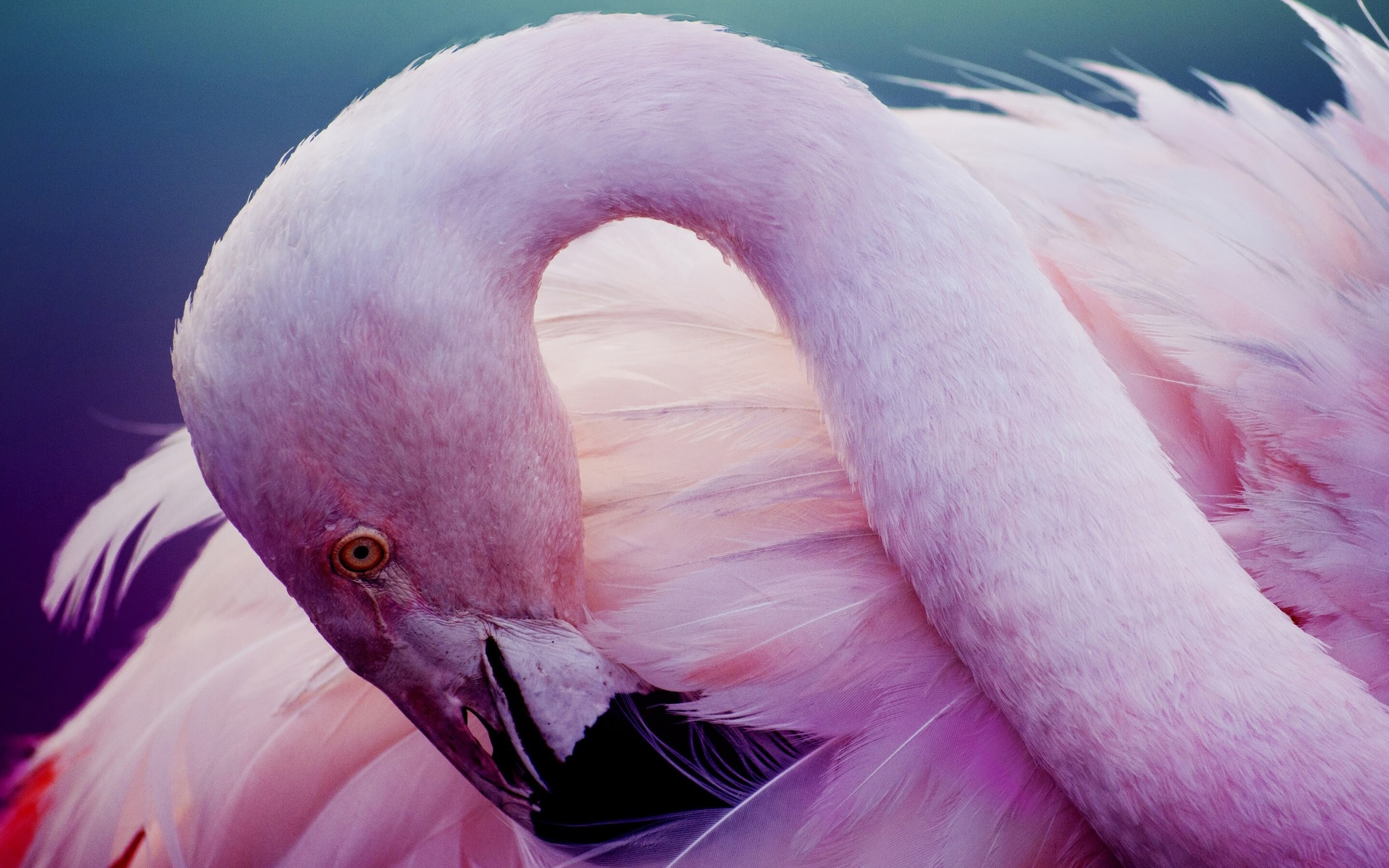 Flamingo: The pink and reddish colors of a flamingo's feathers come from eating pigments found in algae and invertebrates. 2880x1800 HD Wallpaper.