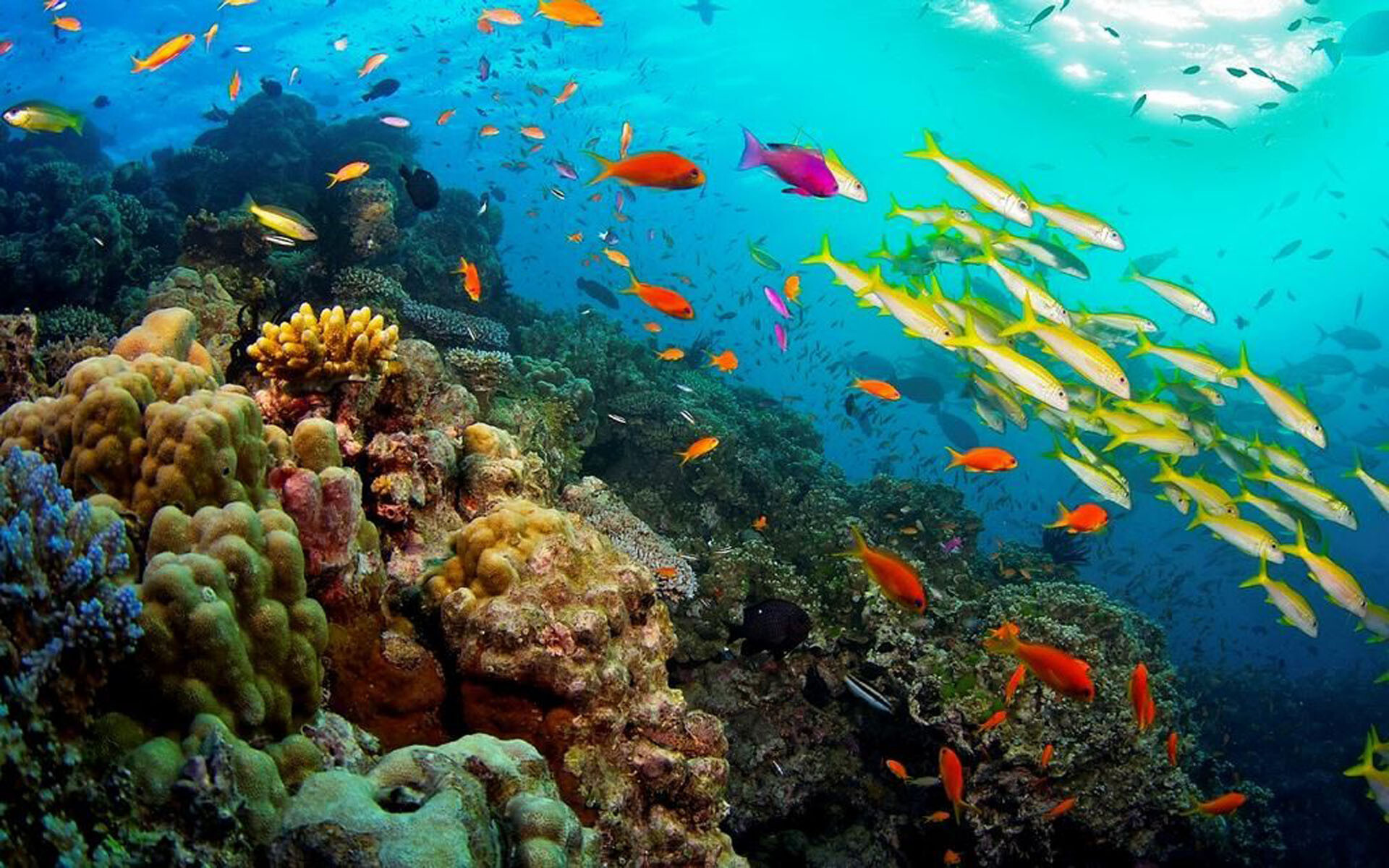 Great Barrier Reef: Coral reefs off the coast of Queensland, Australia, Oceanic species. 1920x1200 HD Wallpaper.