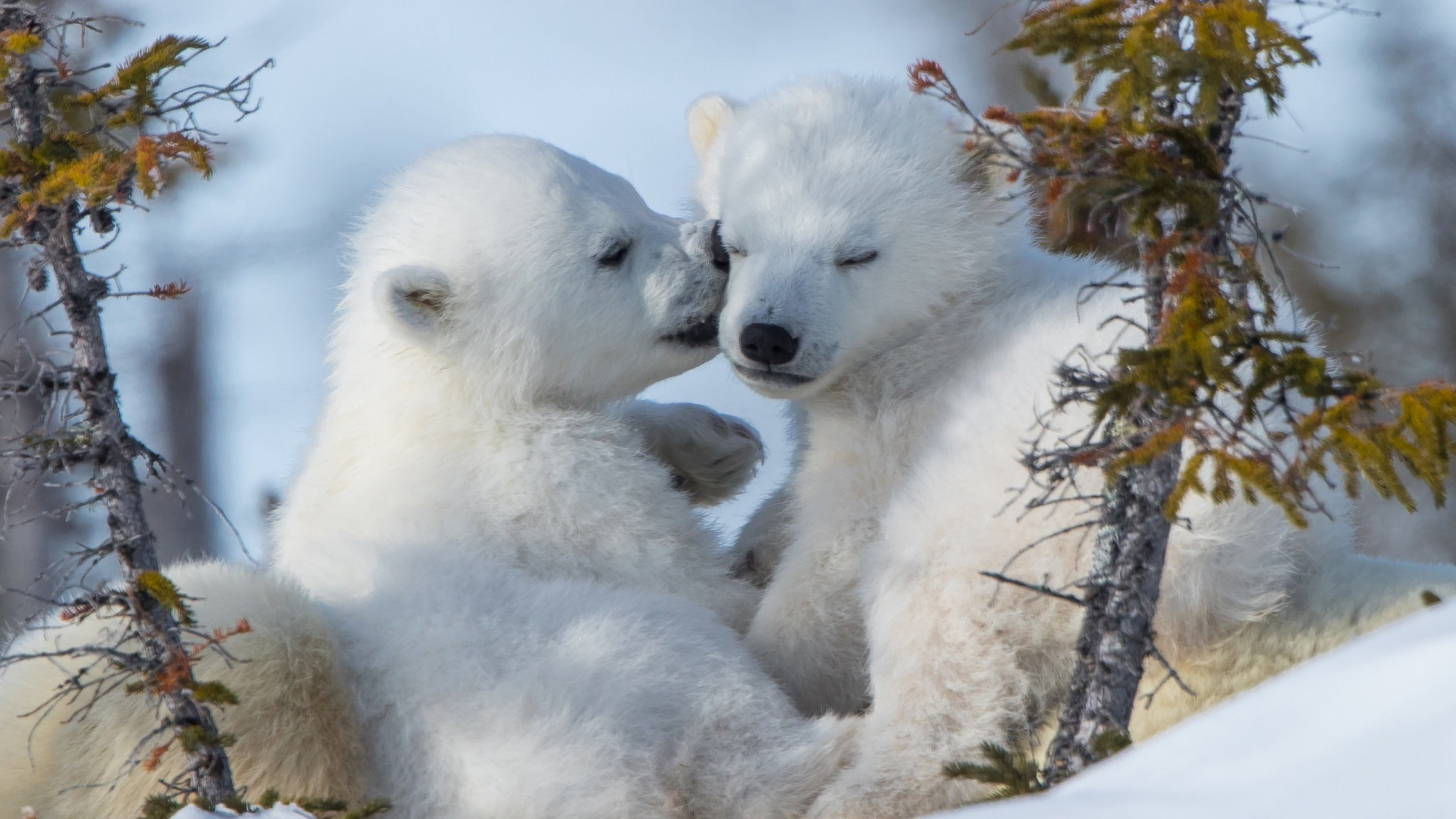 Adorable polar cubs, Winter wonderland, Stunning UHD, Arctic cuteness, 3840x2160 4K Desktop