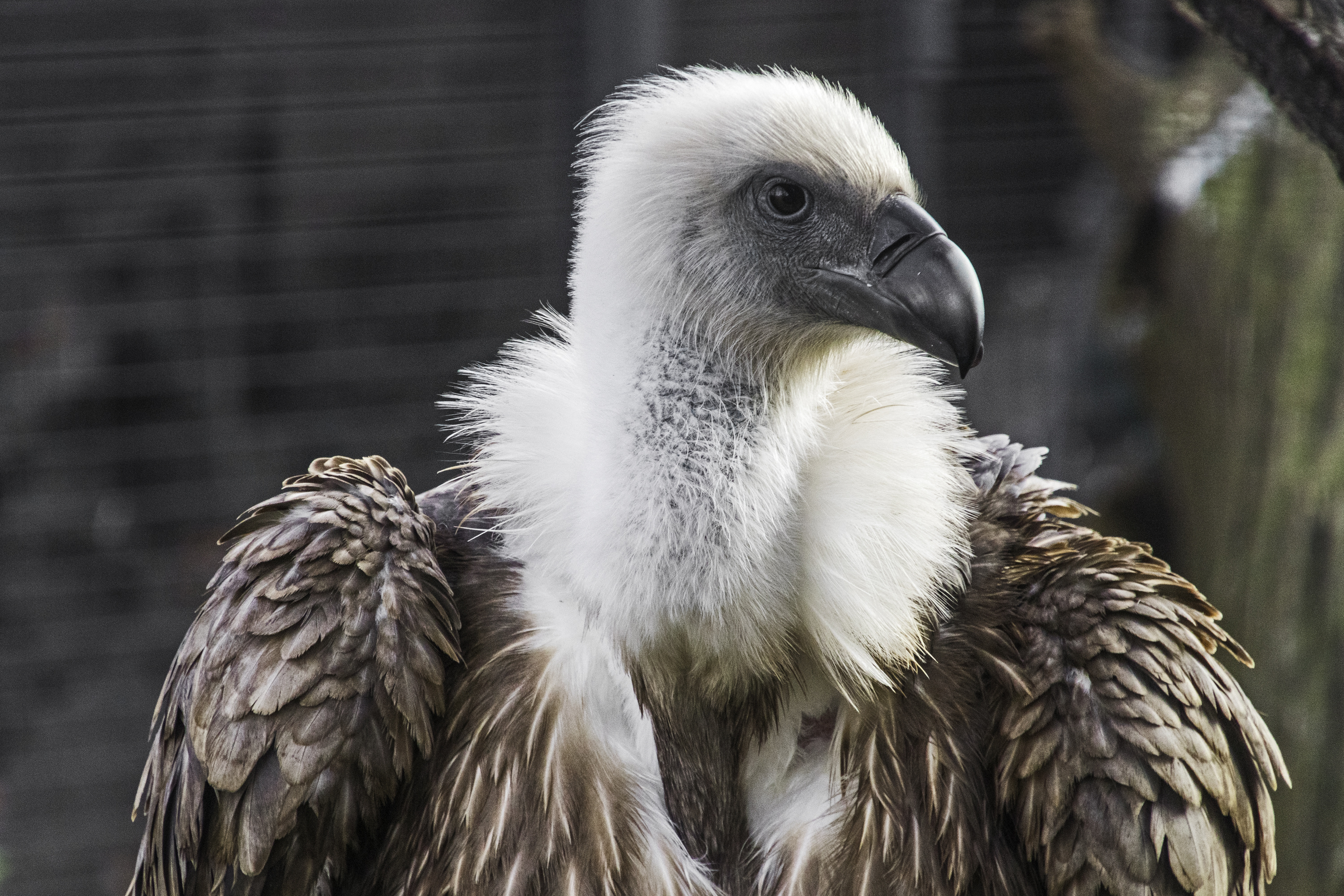 Griffon (Bird): Gyps fulvus, The griffon vulture, The Eurasian type of bird, A scavenger. 3000x2000 HD Background.