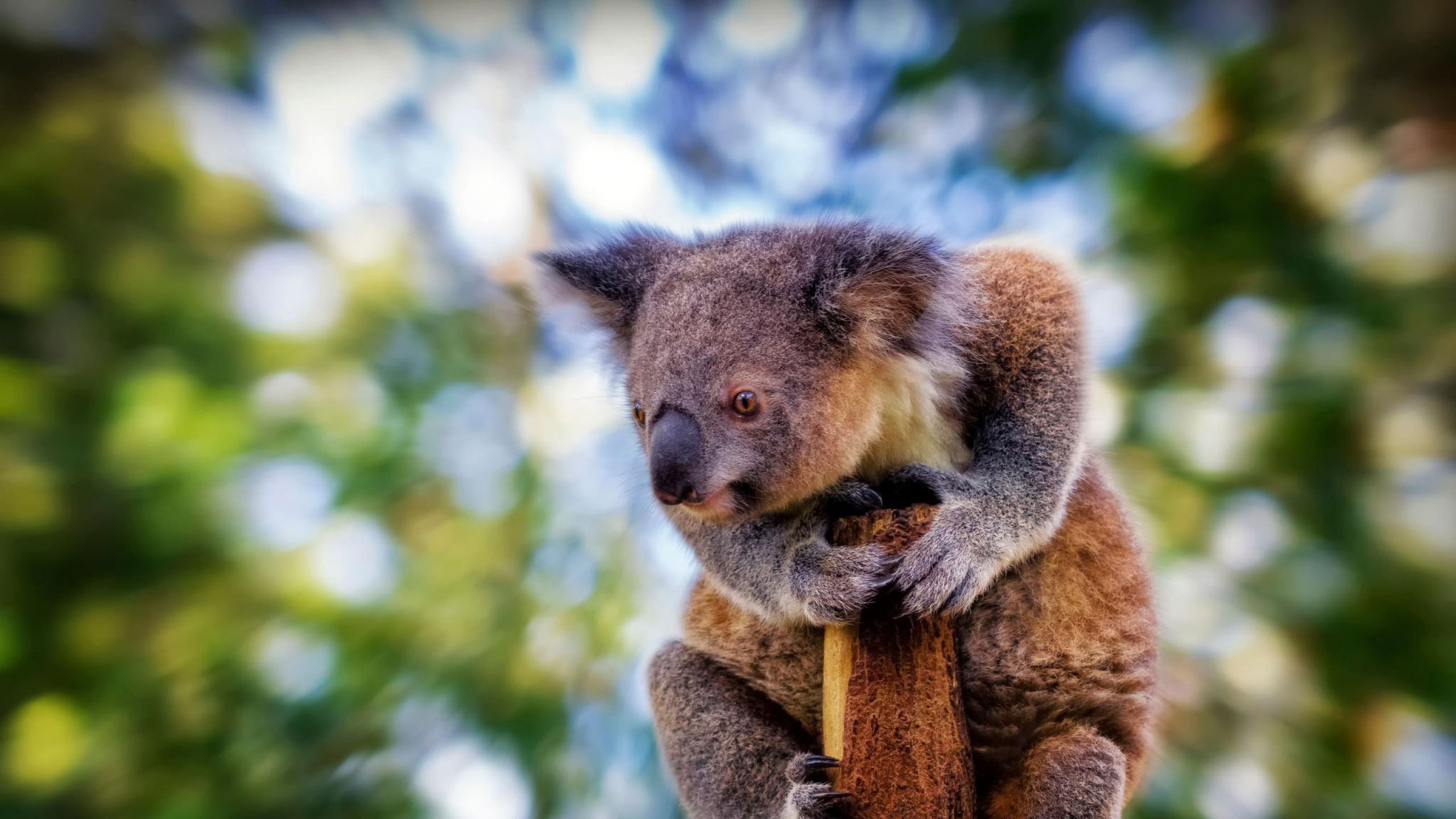 Koala wallpaper, Cute animals, Animals, Koala, 2560x1440 HD Desktop