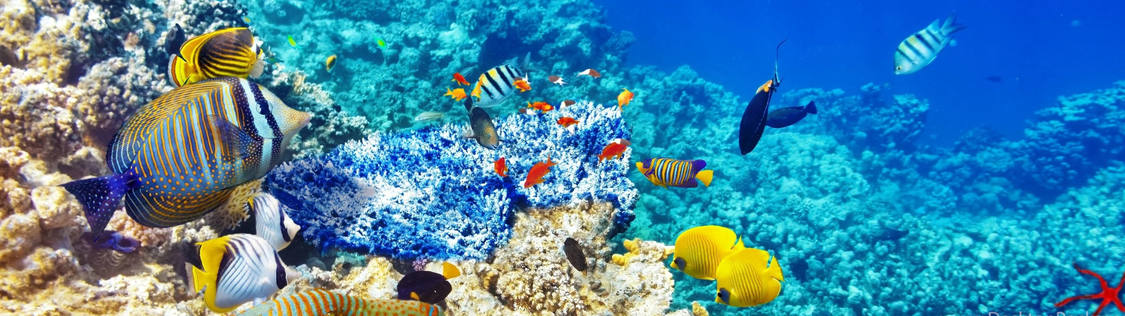 Dual screen setup, Colorful fish, Underwater splendor, Exquisite marine fauna, 3840x1080 Dual Screen Desktop