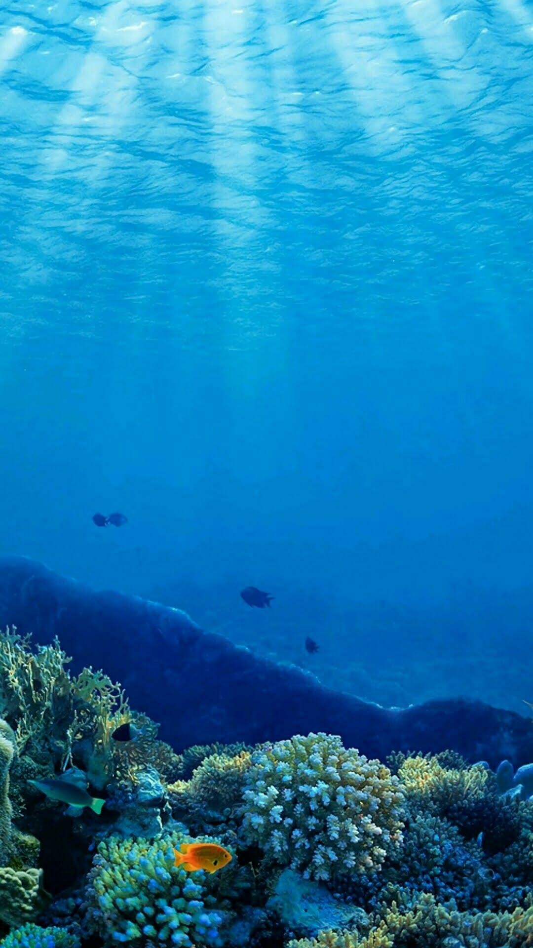 Great Barrier Reef: Marine Park and World Heritage Area, Underwater ecosystem. 1080x1920 Full HD Background.