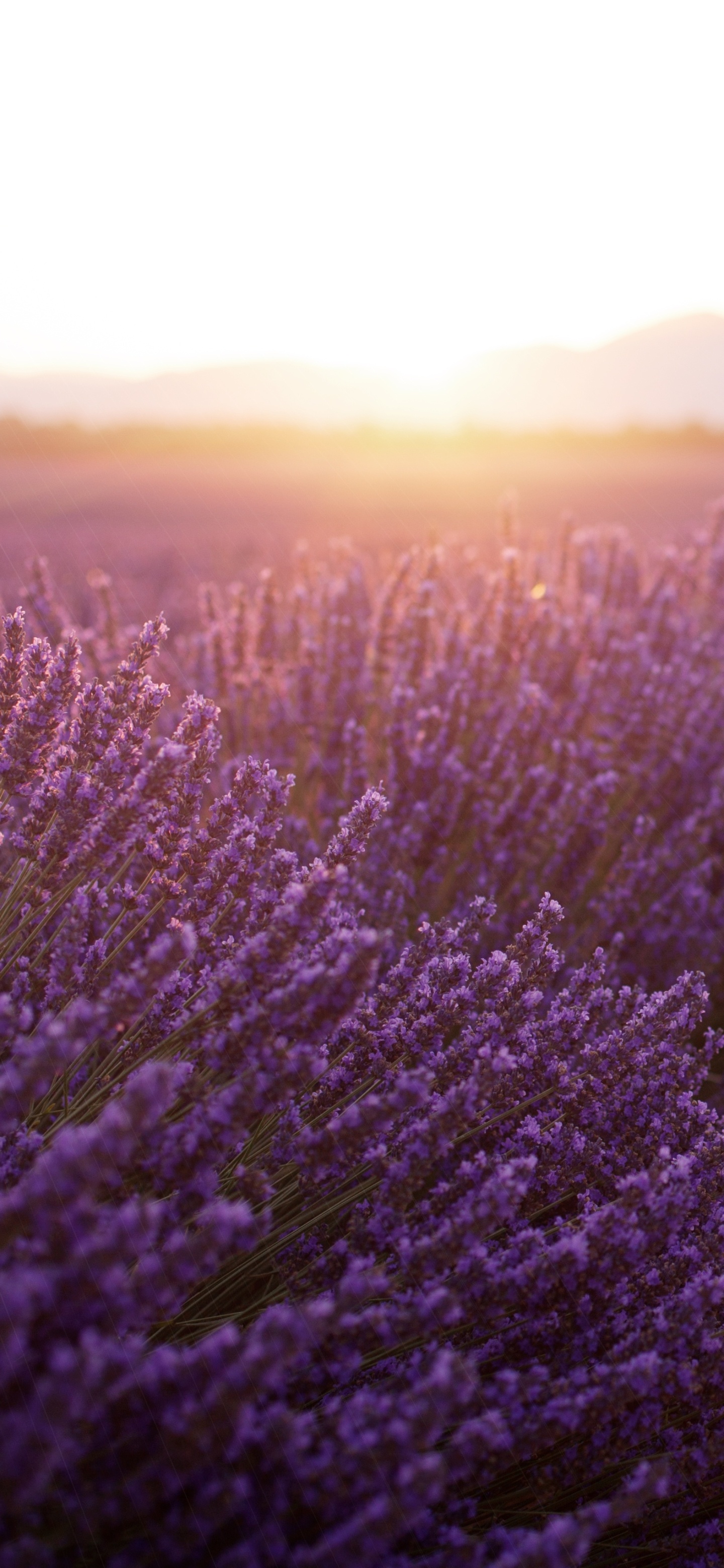 Earth lavender, Lavender fields, Nature's wonders, 1440x3120 HD Phone