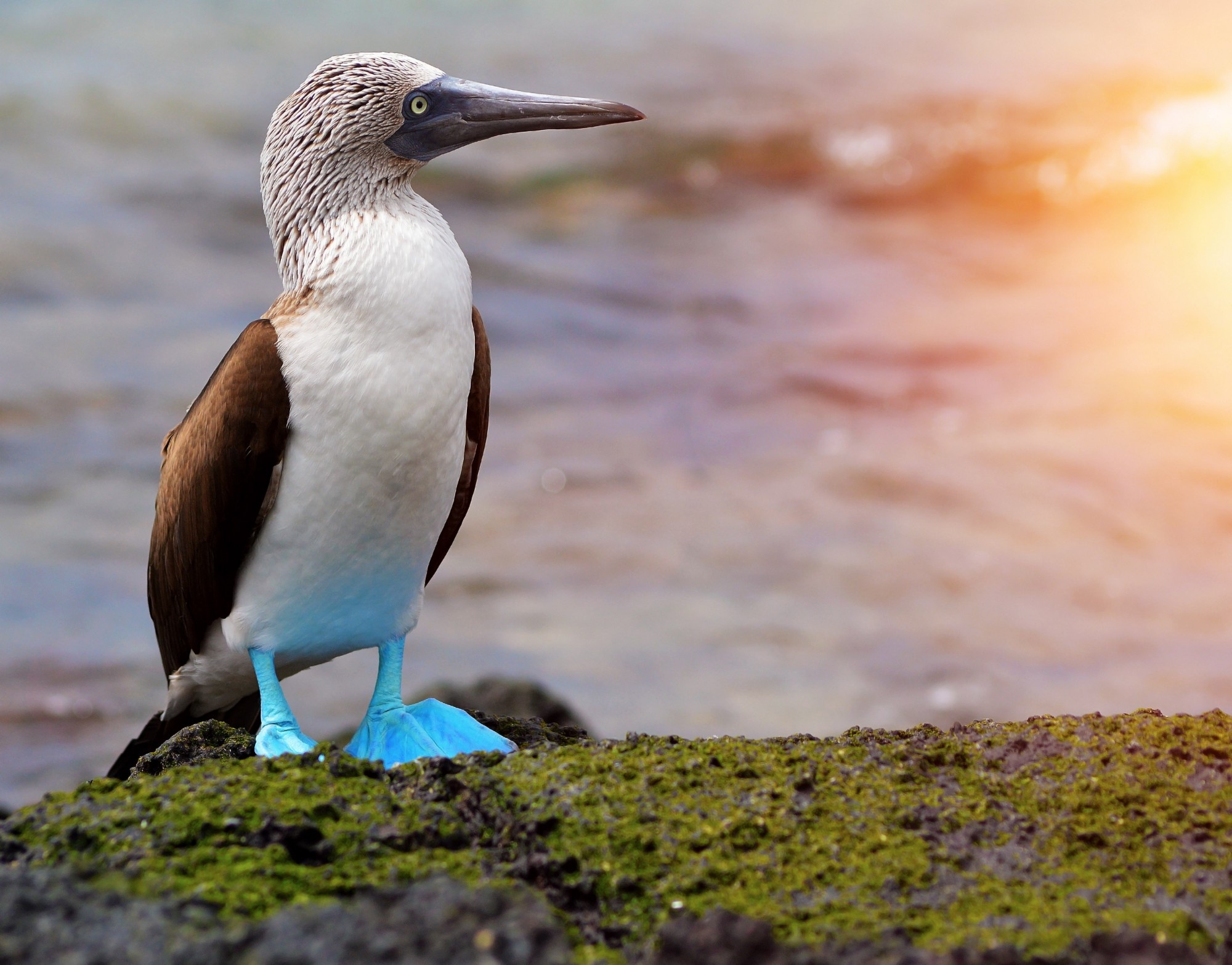Blue footed booby, Spirit animal, Totem symbolism, Meaning, 2000x1570 HD Desktop
