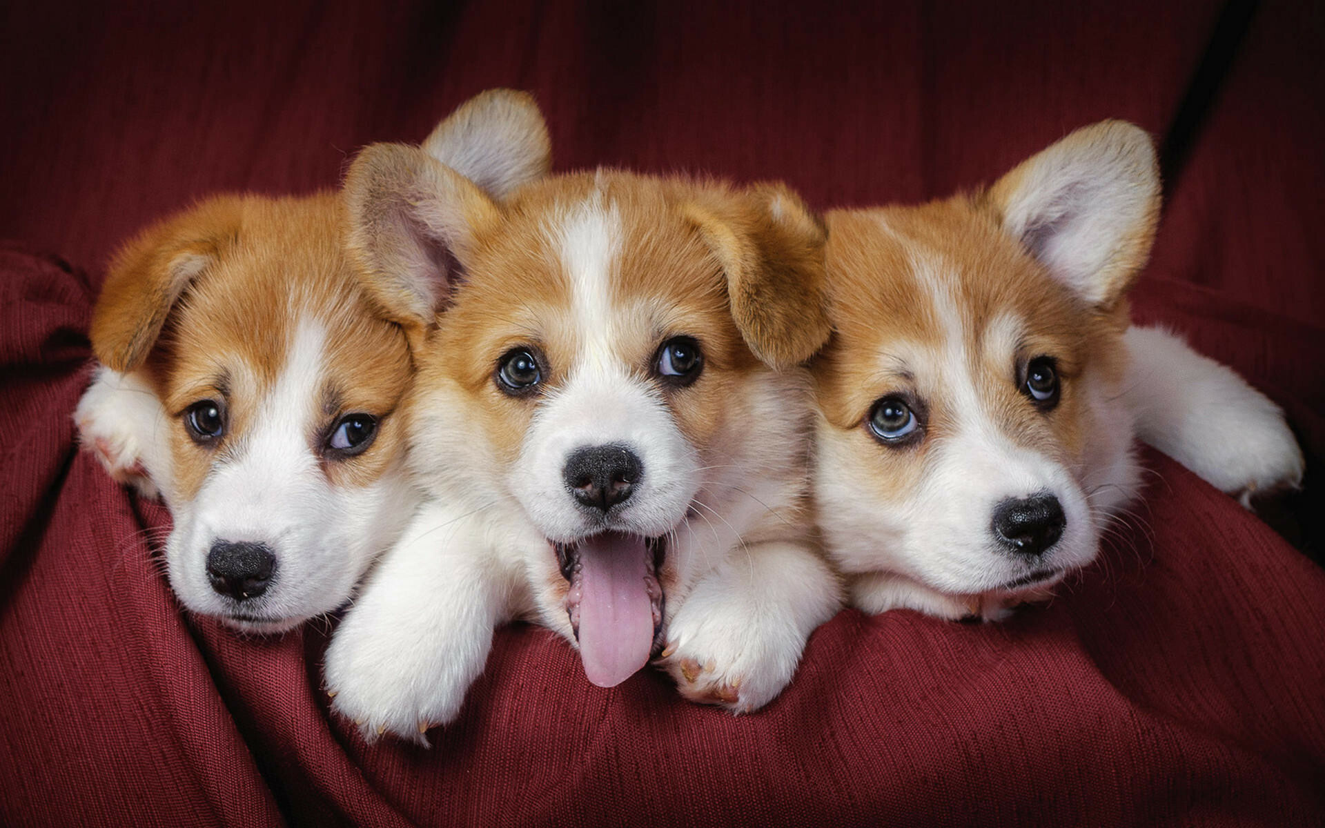 Puppy: Pups are born with a fully functional sense of smell, The family Canidae. 1920x1200 HD Wallpaper.