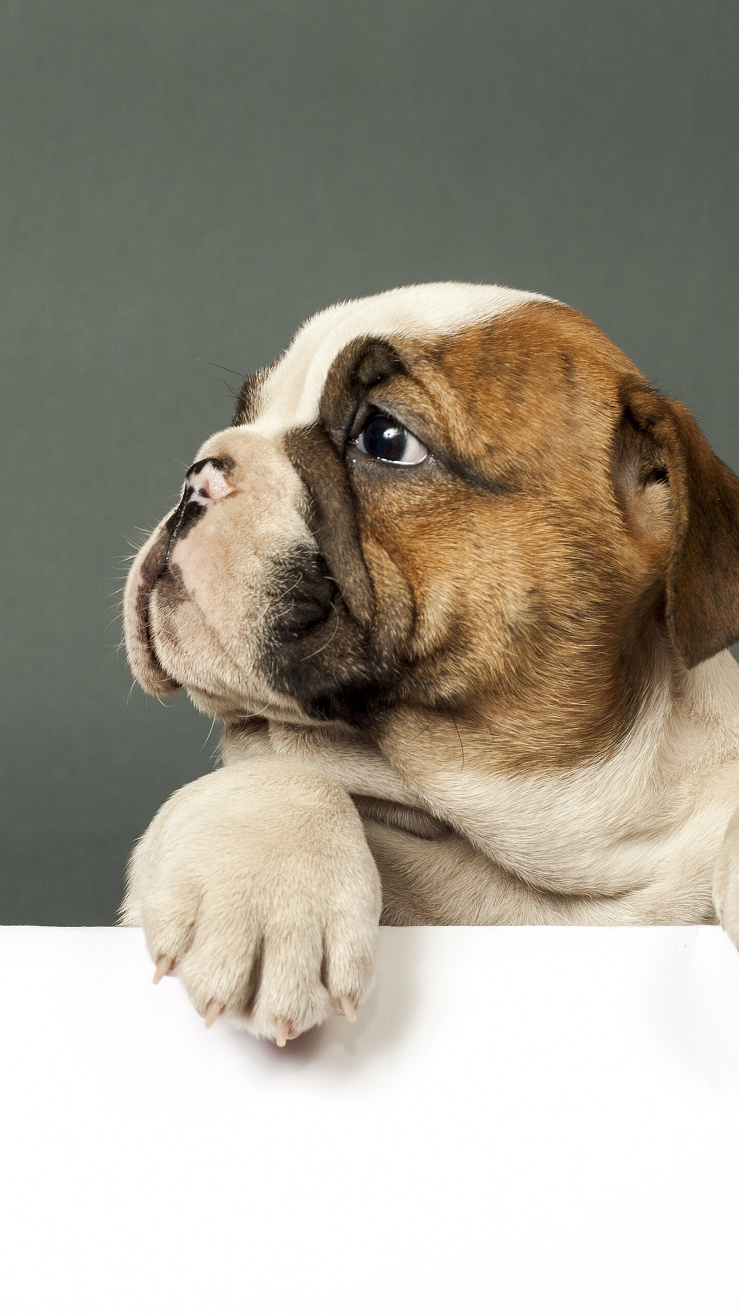 Bulldog: Cute puppy, Dog, The breed was developed centuries ago in Great Britain. 1440x2560 HD Background.