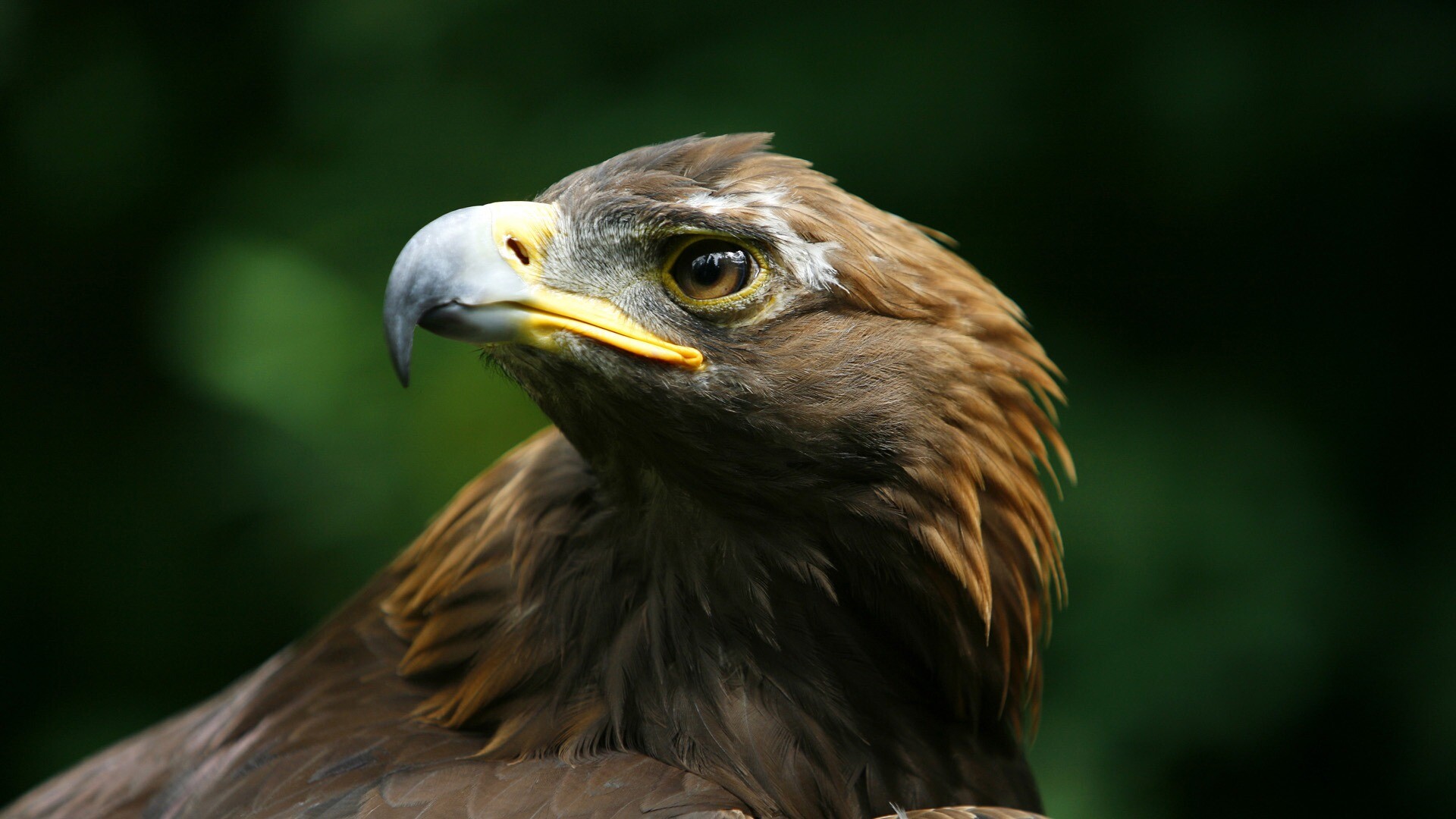 Golden Eagle: Eagles living in the northern parts of North America, Excellent hunters. 1920x1080 Full HD Background.