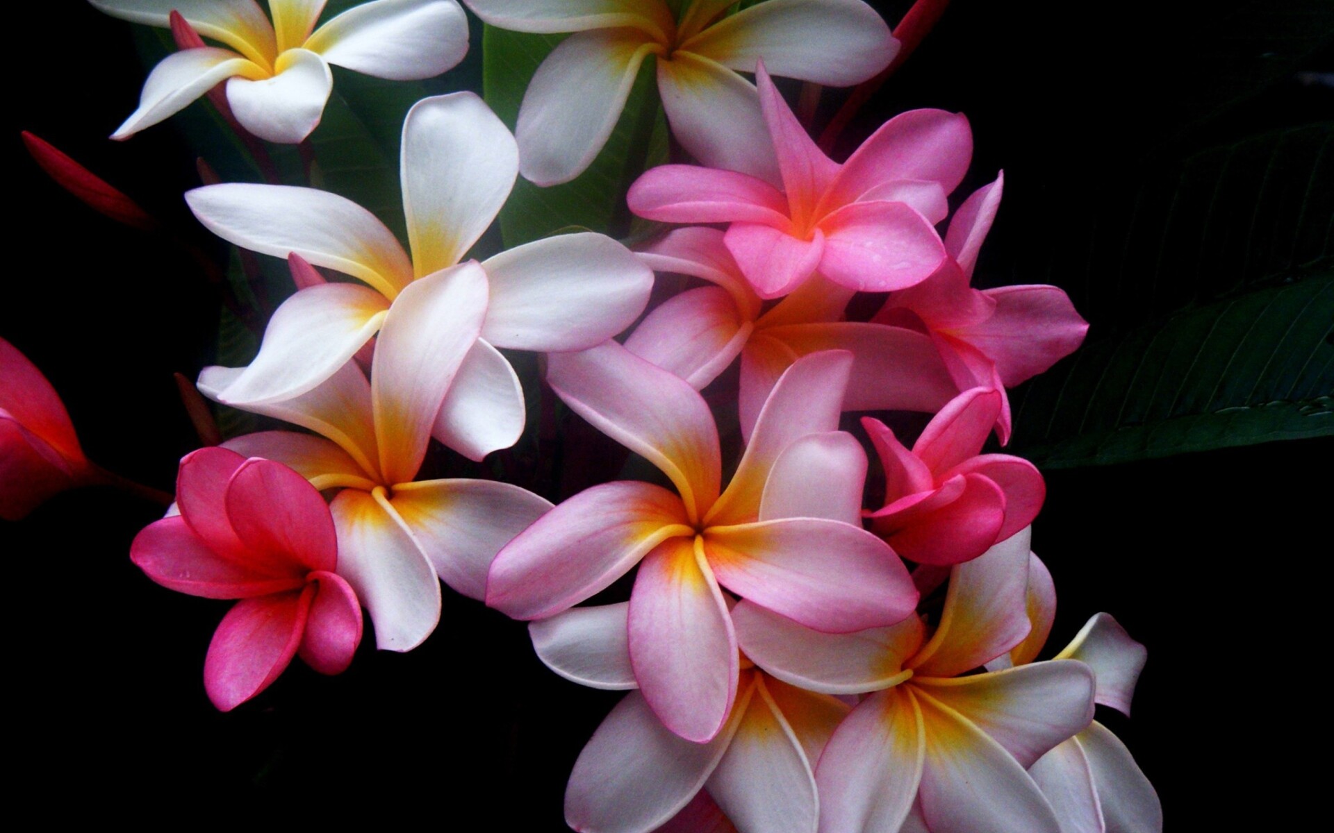 Frangipani Flower: Although some varieties of P. obtusa are evergreen, most plumerias undergo a dormant period, when flowering stops and the leaves fall. 1920x1200 HD Wallpaper.