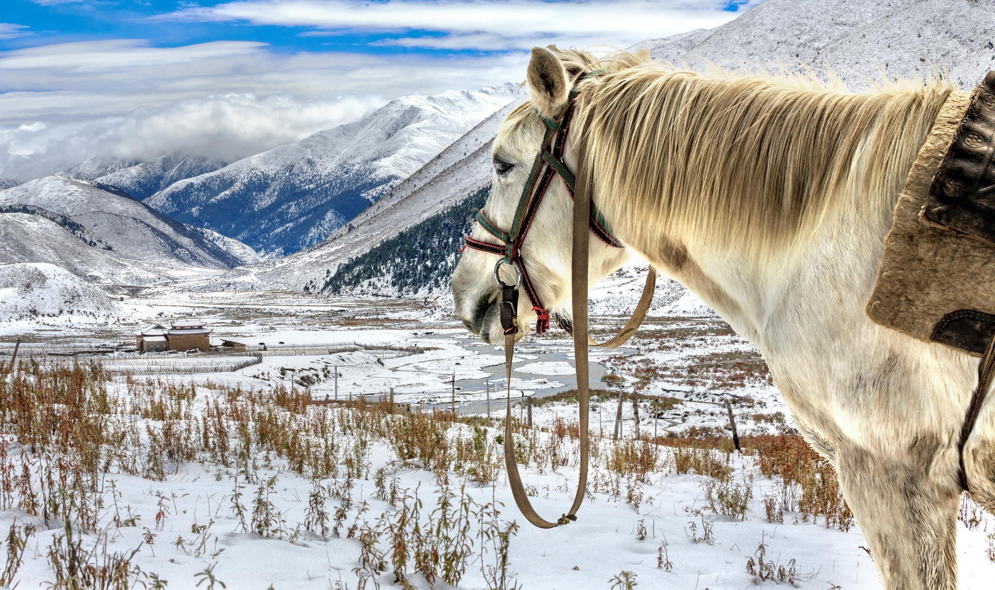 Horse Kazakhstan mountain, 2050x1220 HD Desktop