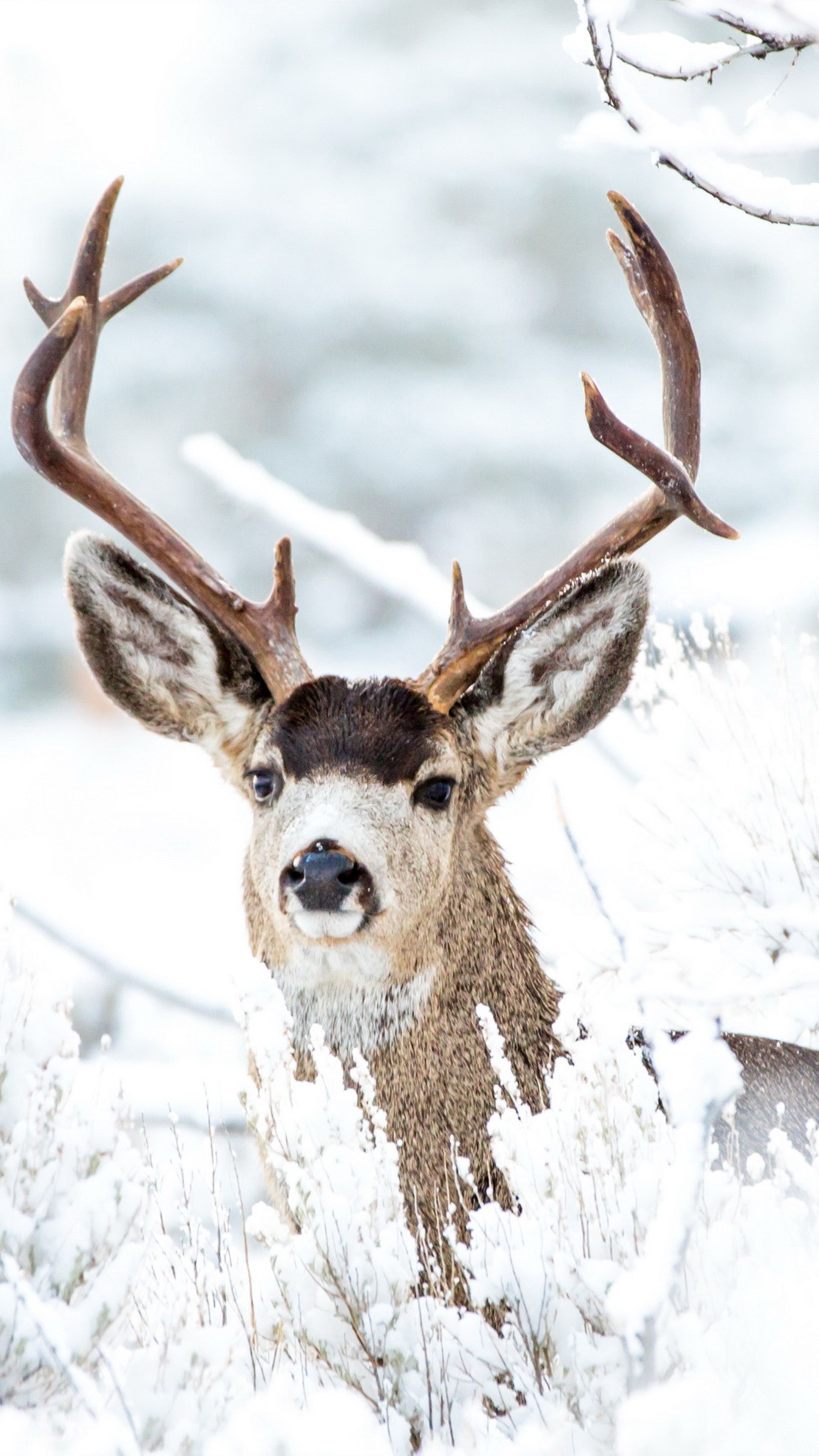 Snowy deer, Breathtaking scenery, Winter tranquility, Majestic wildlife, 2160x3840 4K Handy