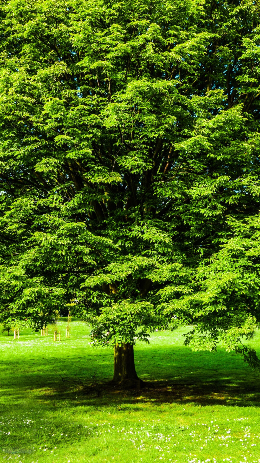 Green tree, HD enchantment, Spring beauty, Nature's charm, 1080x1920 Full HD Phone
