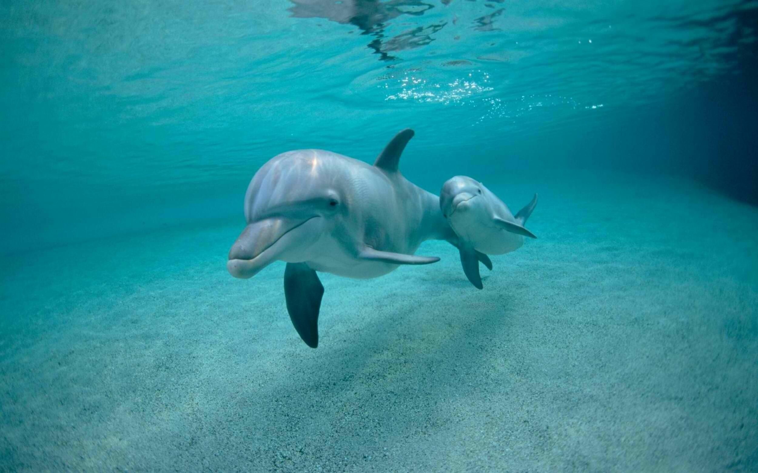 Baby dolphin wallpapers, HD and 4K images, Mobile backgrounds, Dolphin-themed wallpapers, 2500x1570 HD Desktop
