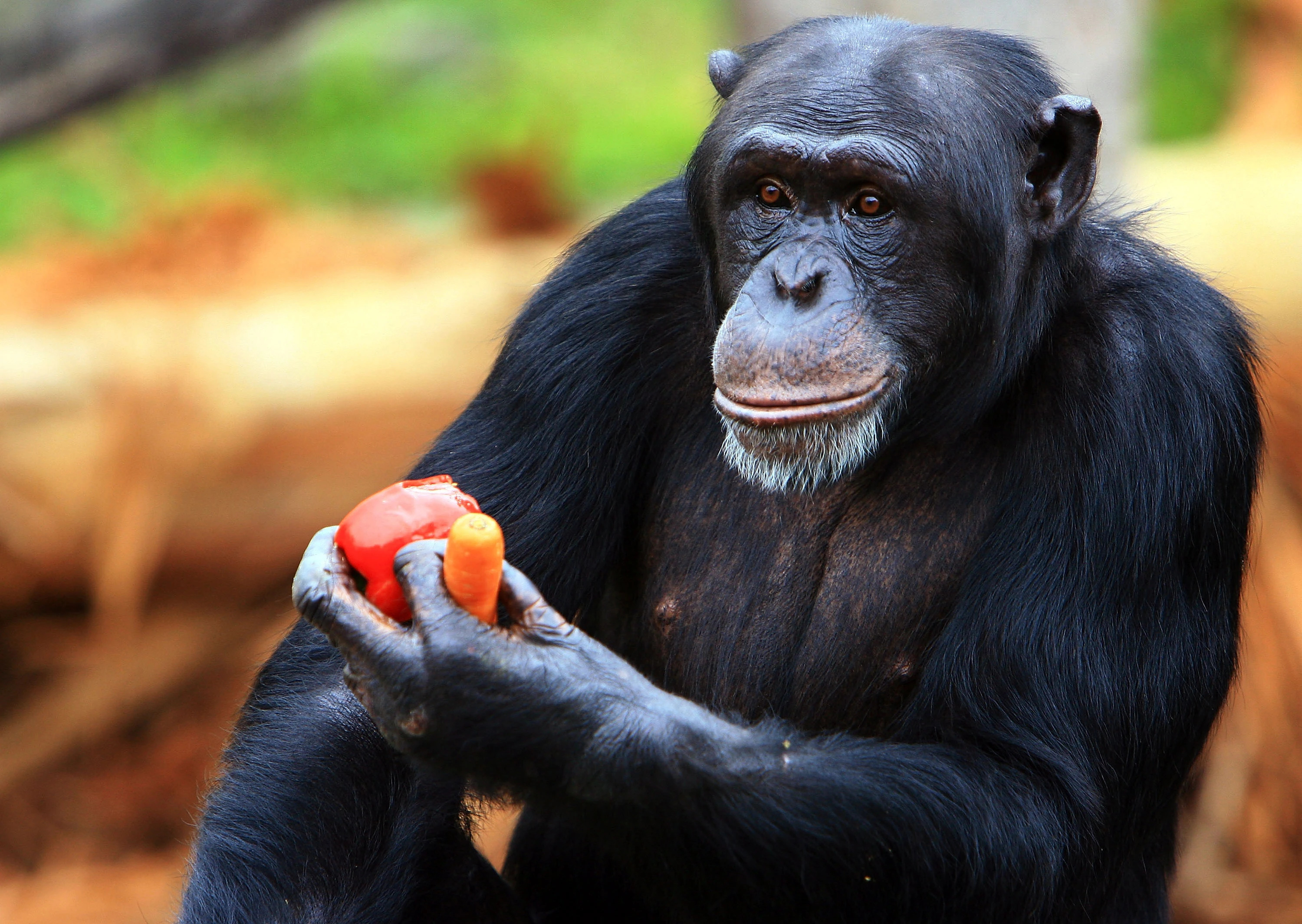 Legal personhood for chimpanzees, Court's decision time, 3000x2130 HD Desktop