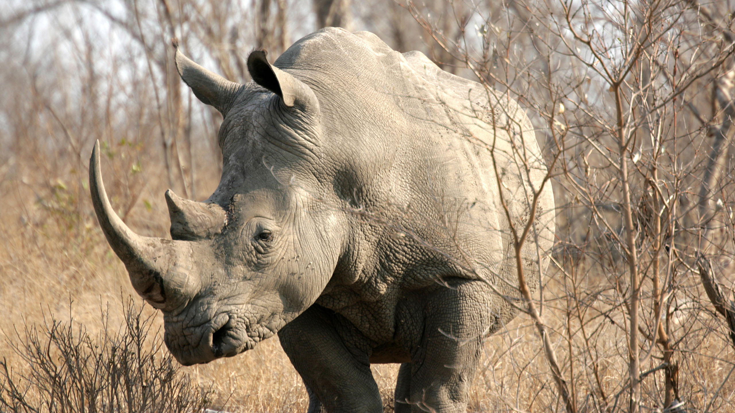 Kruger National Park, Safari holidays, Abercrombie & Kent, African wildlife, 2560x1440 HD Desktop