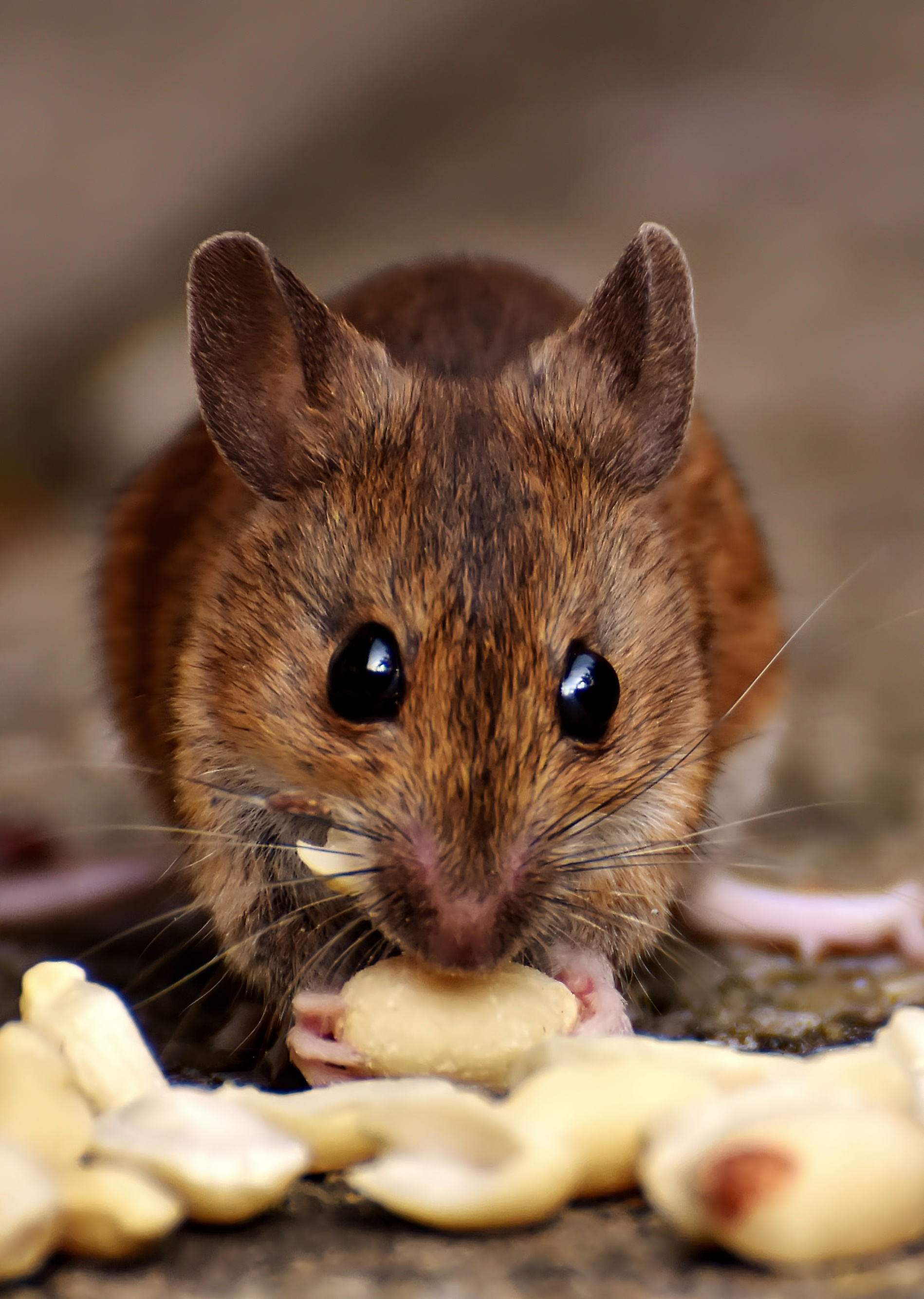 Vast collection of mouse photos, Free download, Pexels stock photos, Desktop, 1900x2670 HD Phone