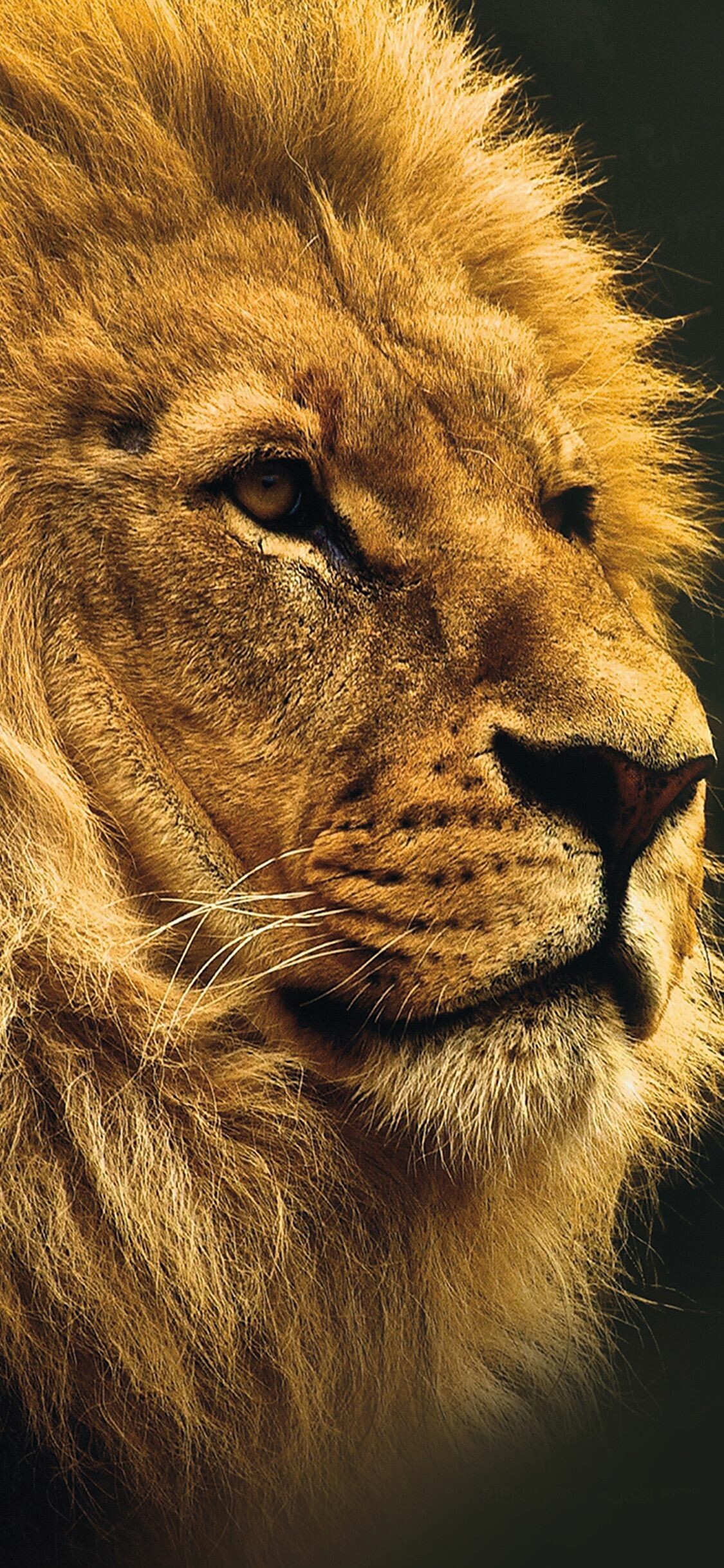 Lion: One of the best-known wild animals since the earliest times. 1130x2440 HD Wallpaper.