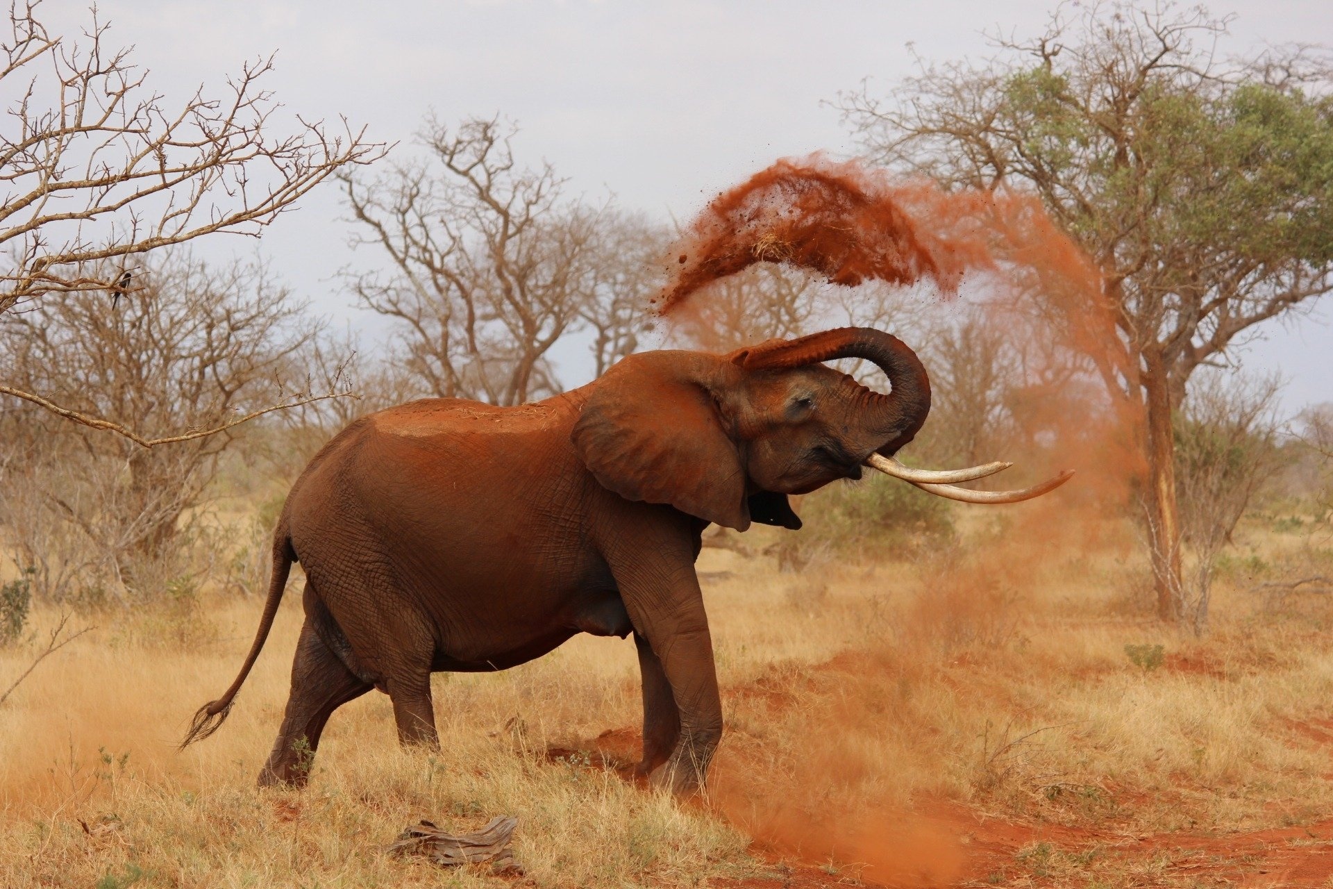 Elephants in Kenya, African wildlife, Captivating beauty, Photography inspiration, 1920x1280 HD Desktop
