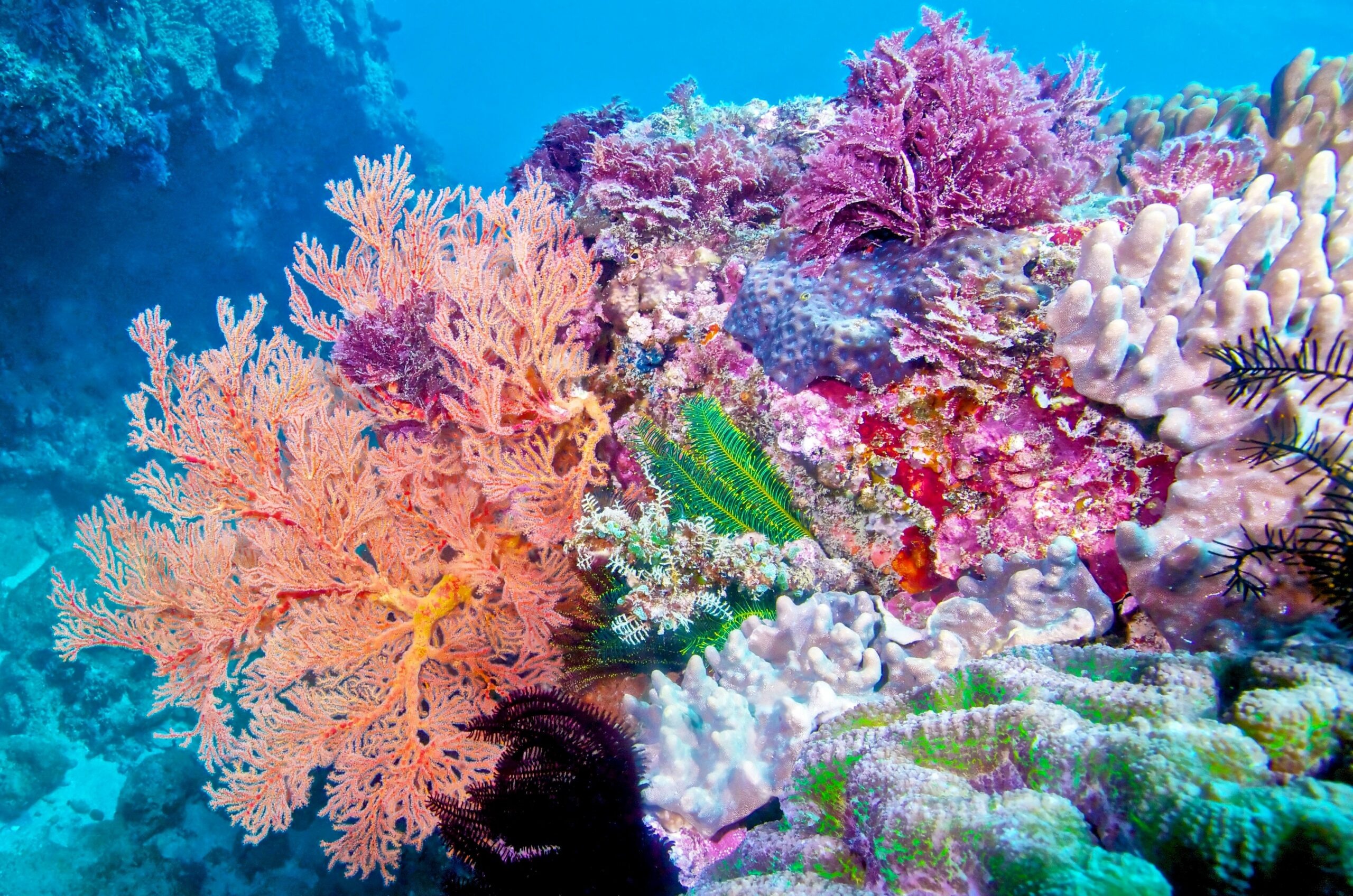 Boost from coral species, Underwater gardens, 2560x1700 HD Desktop
