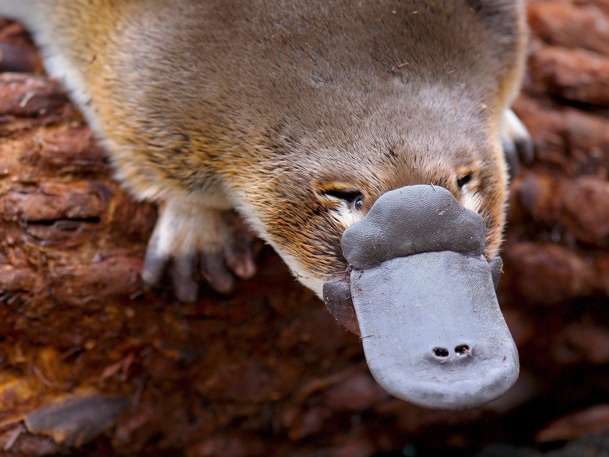 Playful platypus, Australian mammal, Victoria's High Country, Unique species, 2050x1540 HD Desktop