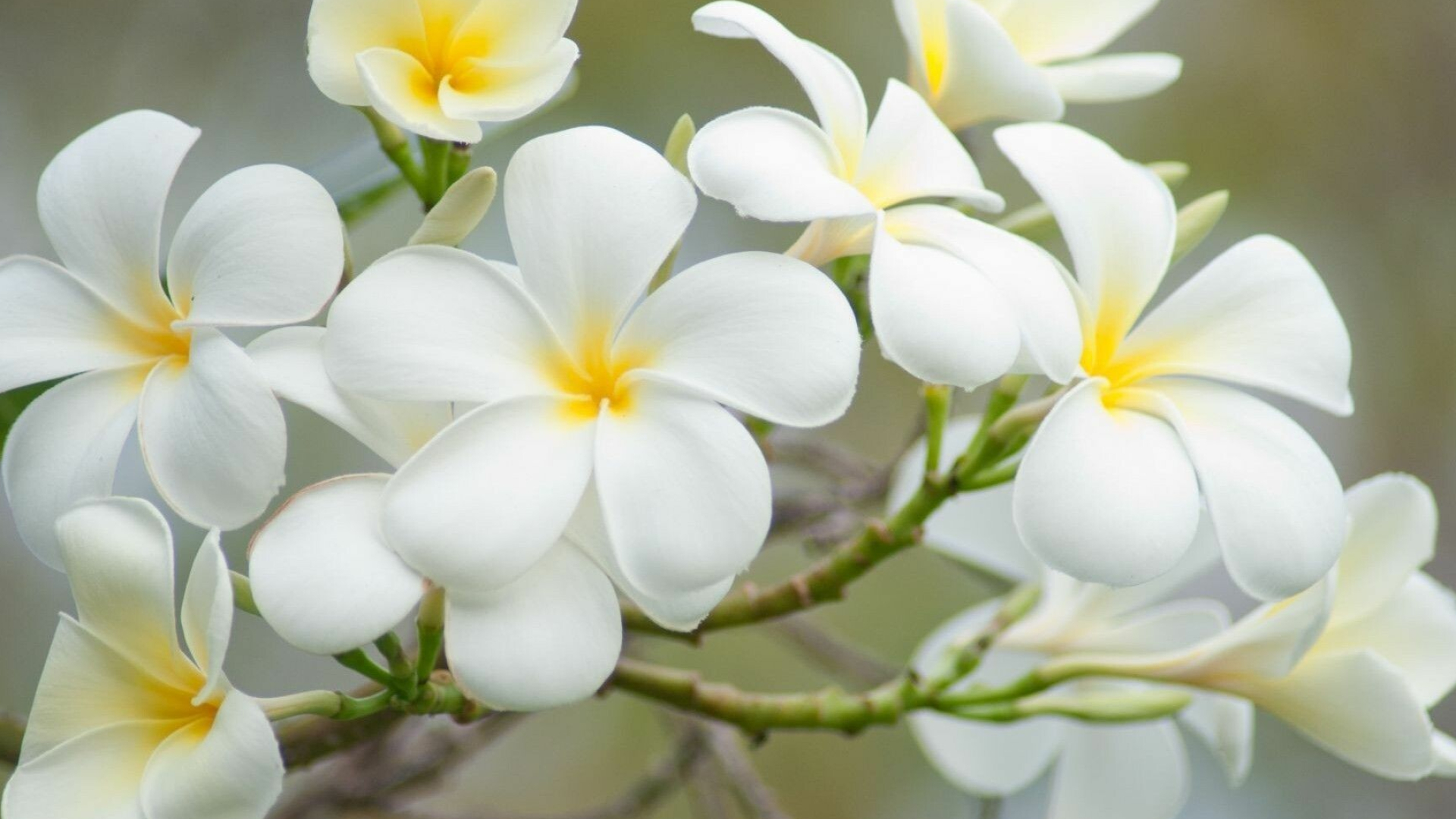 Frangipani Flower: Plumeria species have a milky latex that, like many other Apocynaceae contains poisonous compounds that irritate the eyes and skin. 1920x1080 Full HD Background.