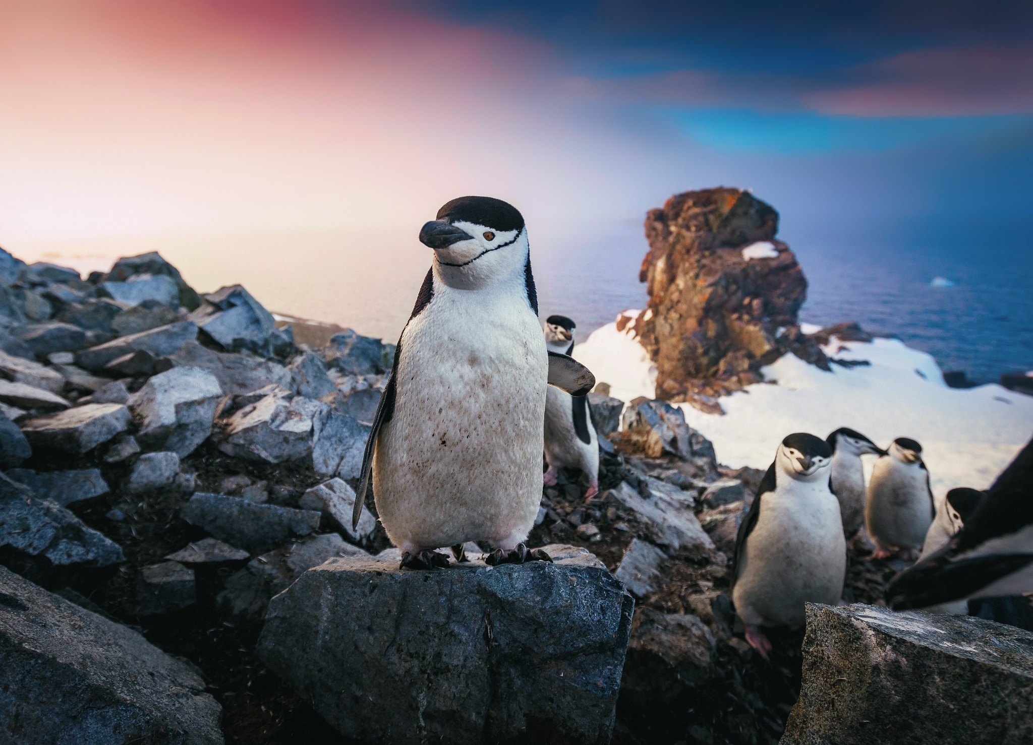 Chinstrap penguin portrait, Striking HD animals, Arctic aviators, Dazzling backgrounds, 2050x1480 HD Desktop