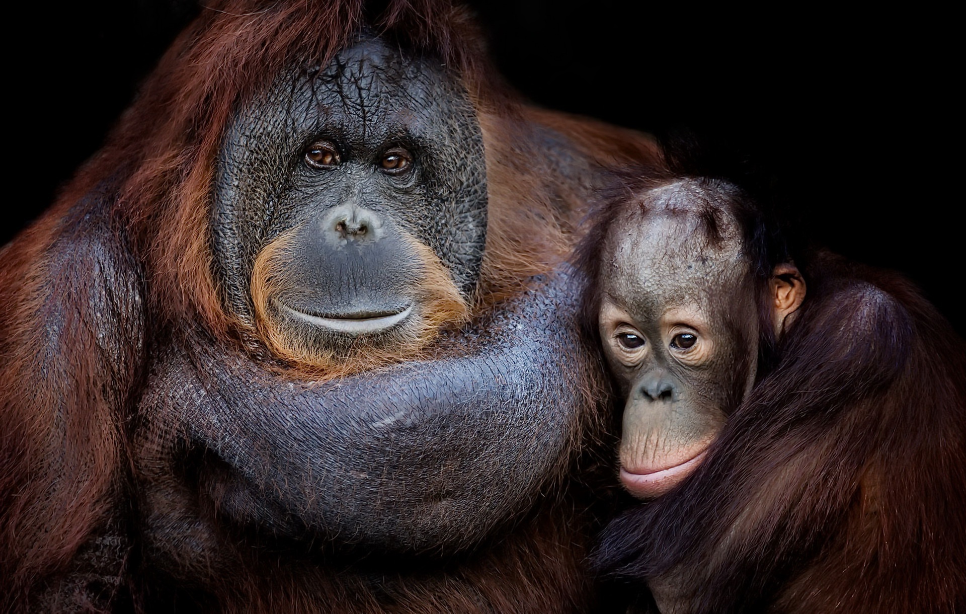 Orangutan wallpapers, Wide range, Natural beauty, Wildlife sanctuary, 1920x1220 HD Desktop