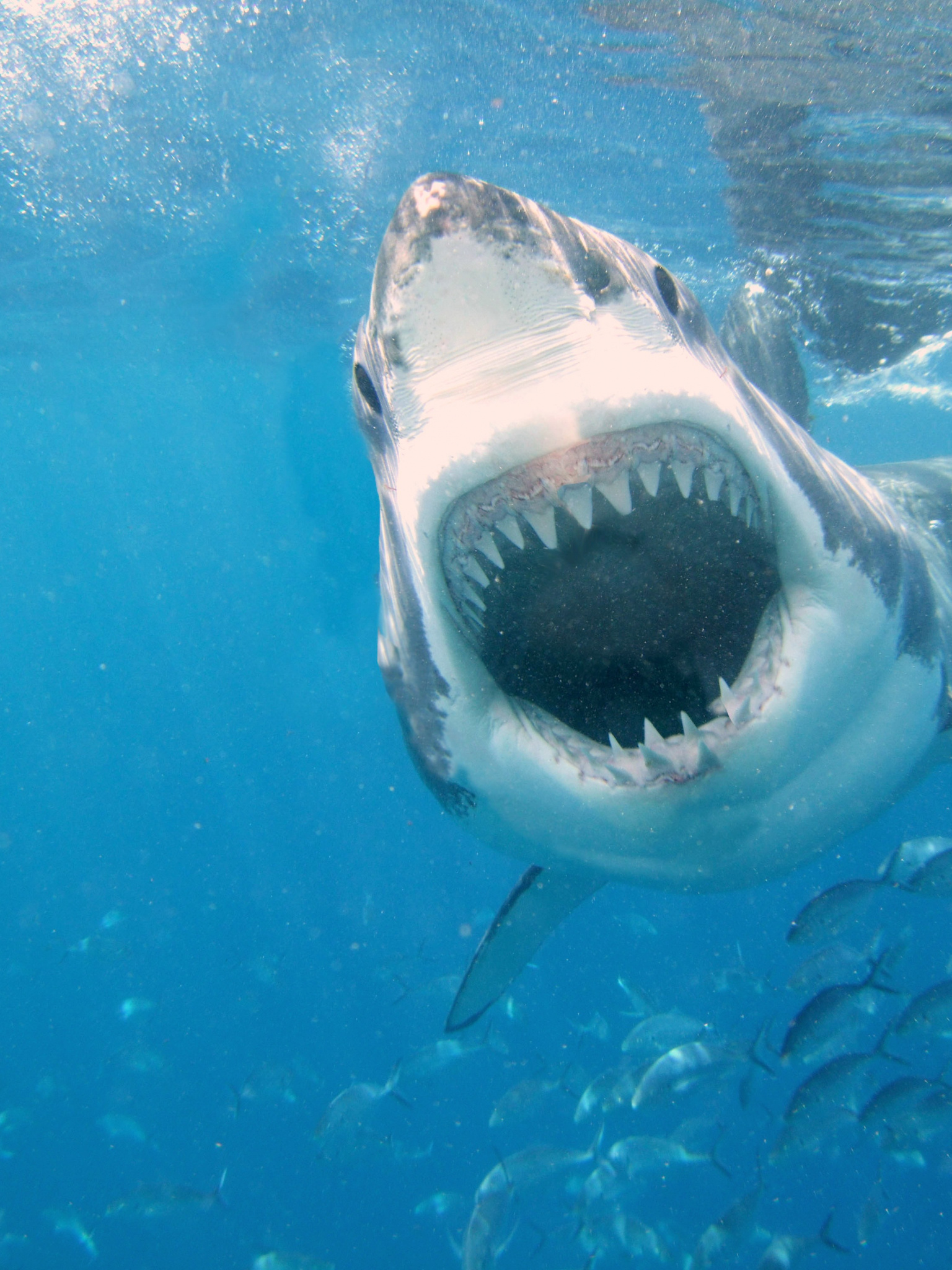 Great White Shark: Has an 11-month gestation period, Ovoviviparous. 1540x2050 HD Wallpaper.