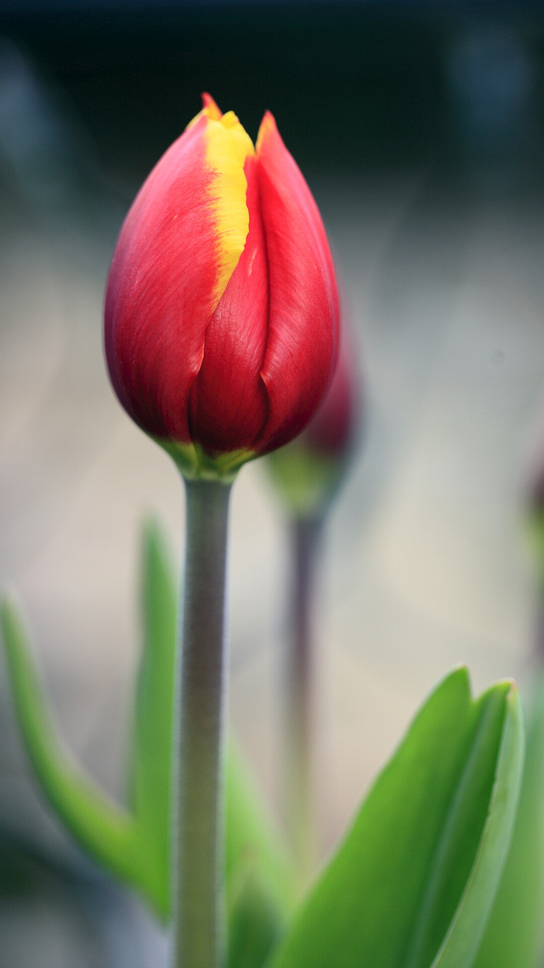Tulip: The flowers indigenous to mountainous areas with temperate climates, where they are a common element of steppe and winter-rain Mediterranean vegetation. 1080x1920 Full HD Wallpaper.