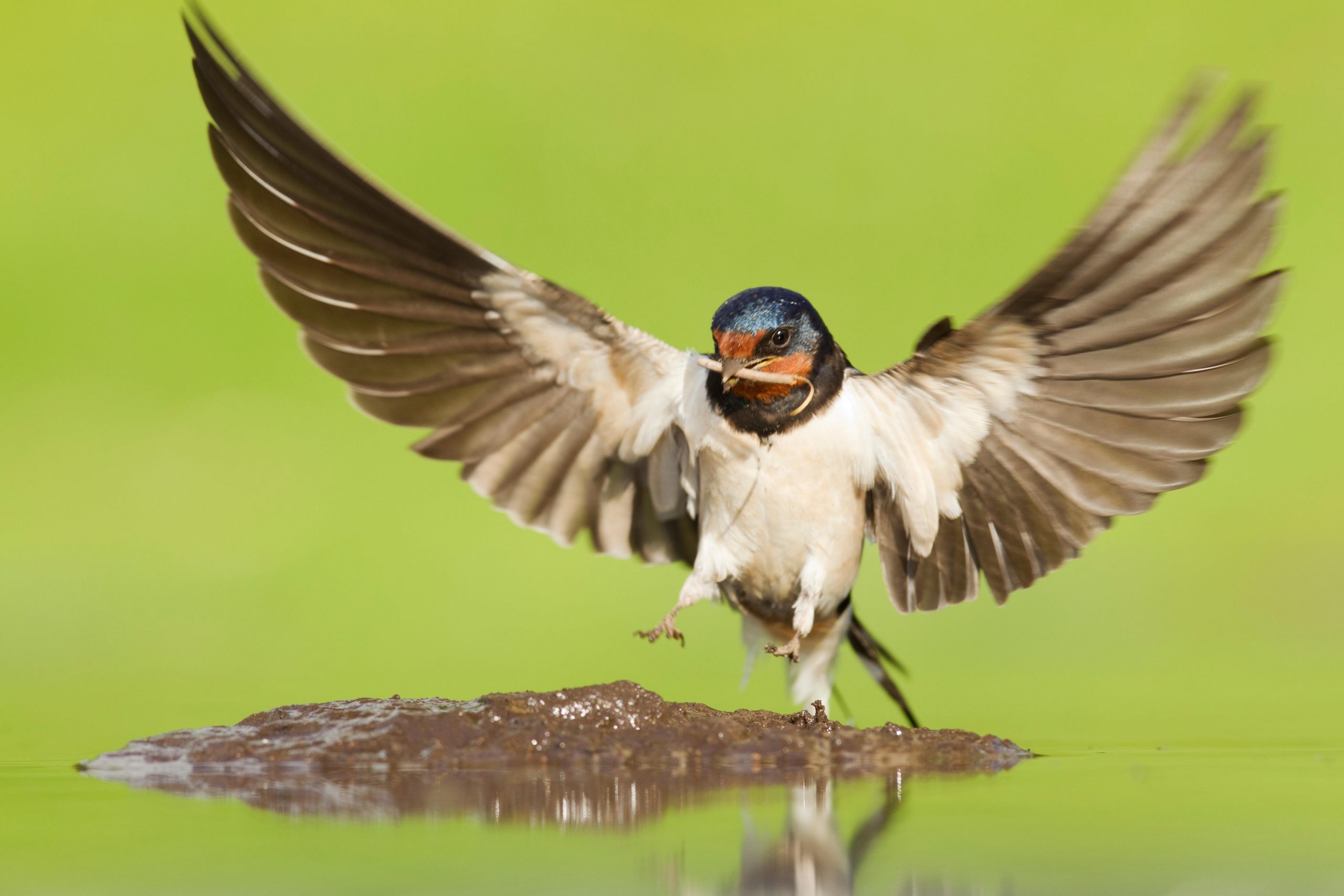 Swallow, Heralds of spring, Beloved birds, Symbol of new beginnings, 2560x1710 HD Desktop