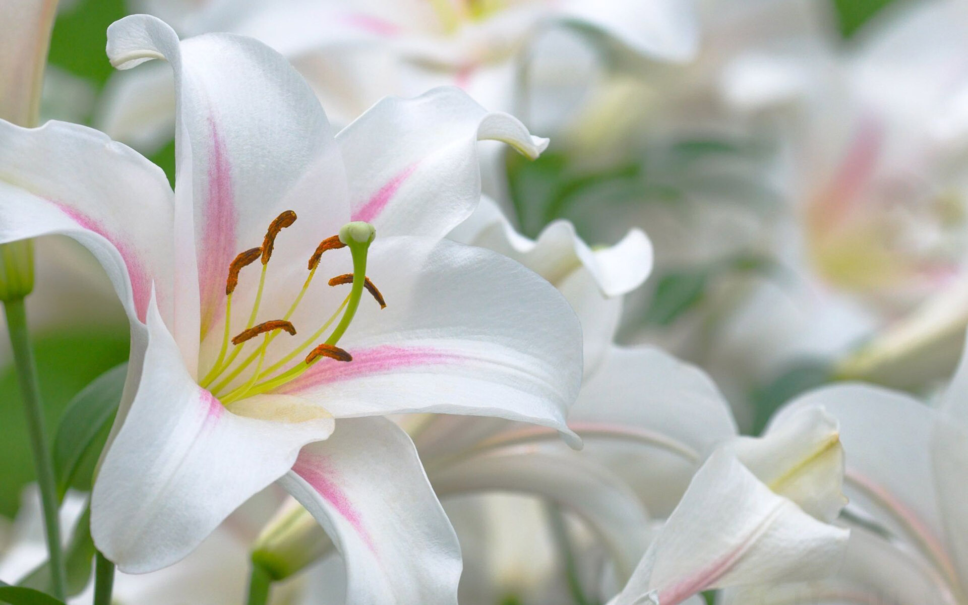 Lily: True lilies are erect perennial plants with leafy stems, scaly bulbs, usually narrow leaves, and solitary or clustered flowers. 1920x1200 HD Background.