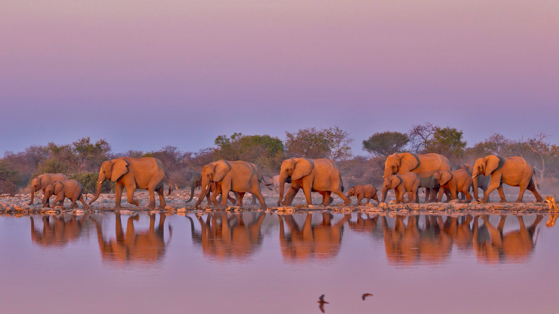 Kruger National Park, Elephant conservation, World Elephant Day, Bing showcase, 1920x1080 Full HD Desktop