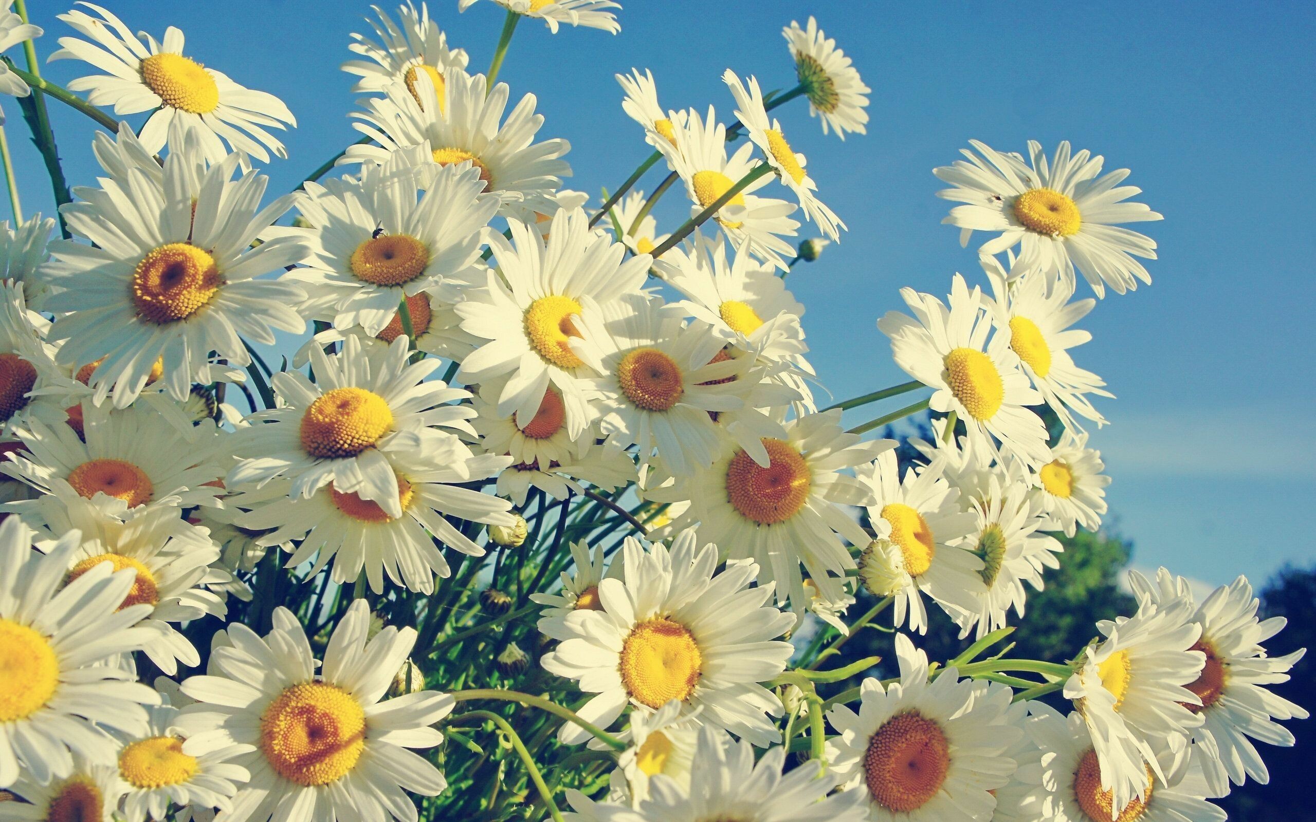 Daisy: One of the most popular perennial flowers planted in garden beds and in pots around the world, Bellis perennis. 2560x1600 HD Background.