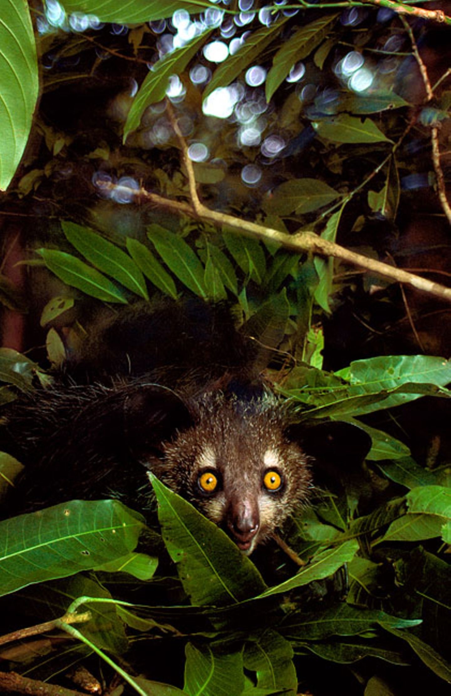 Madagascarian aye aye, Unique wildlife encounter, Madagascar's wonders, Geo magazine feature, 1440x2230 HD Phone