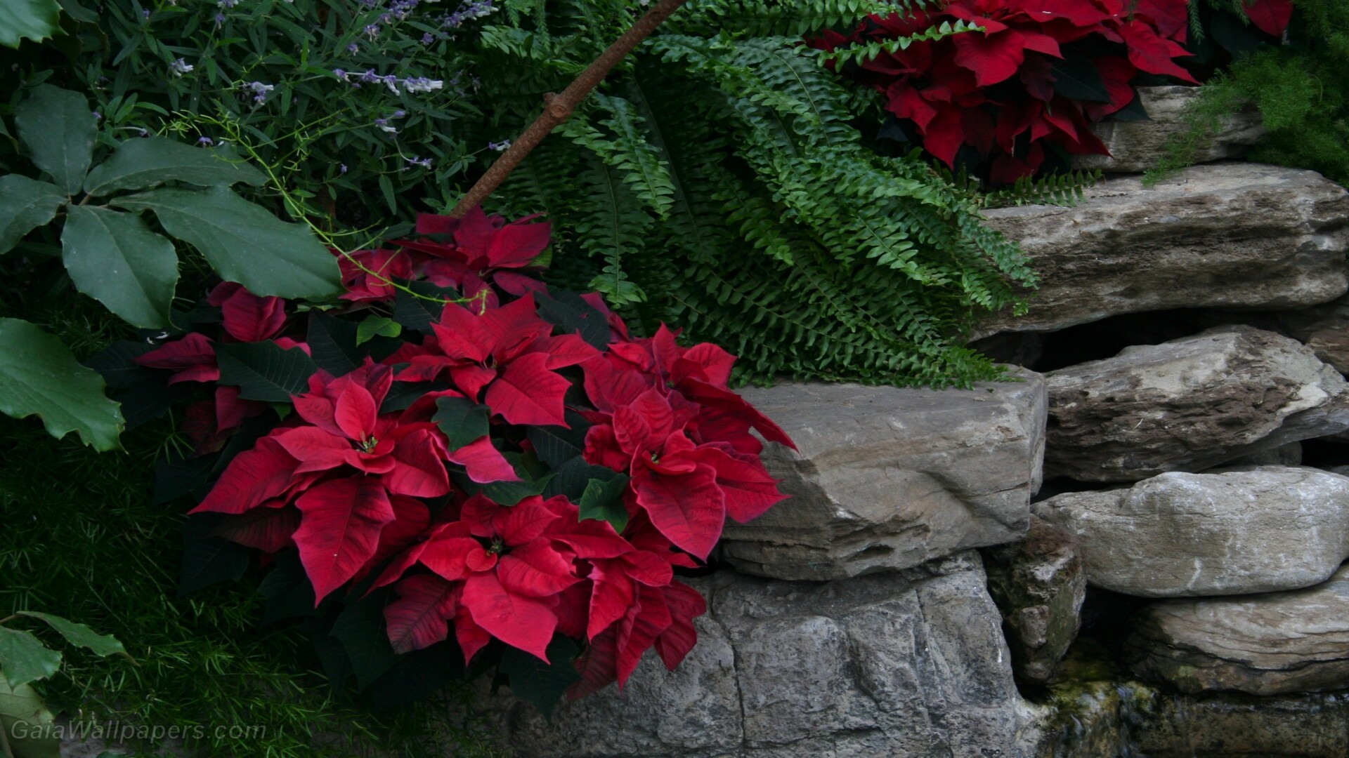 Poinsettia: The Paul Ecke Ranch in California grows over 70% of all Poinsettias purchased in the United States and does about 50% of the worldwide sales of Poinsettias. 1920x1080 Full HD Background.
