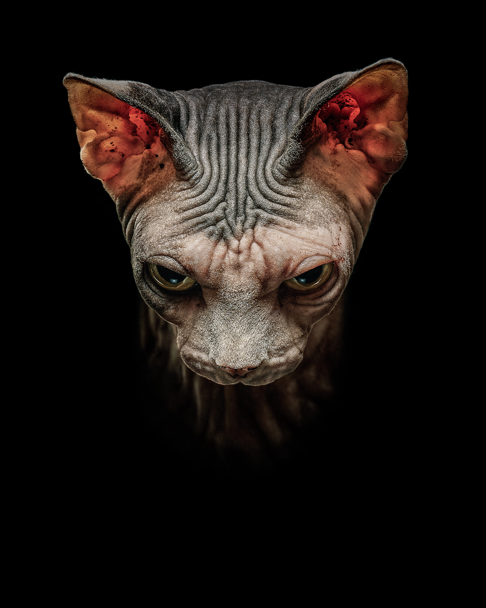 Sphynx: The most obvious feature of this striking cat is their lack of a fur coat. 1600x2000 HD Wallpaper.