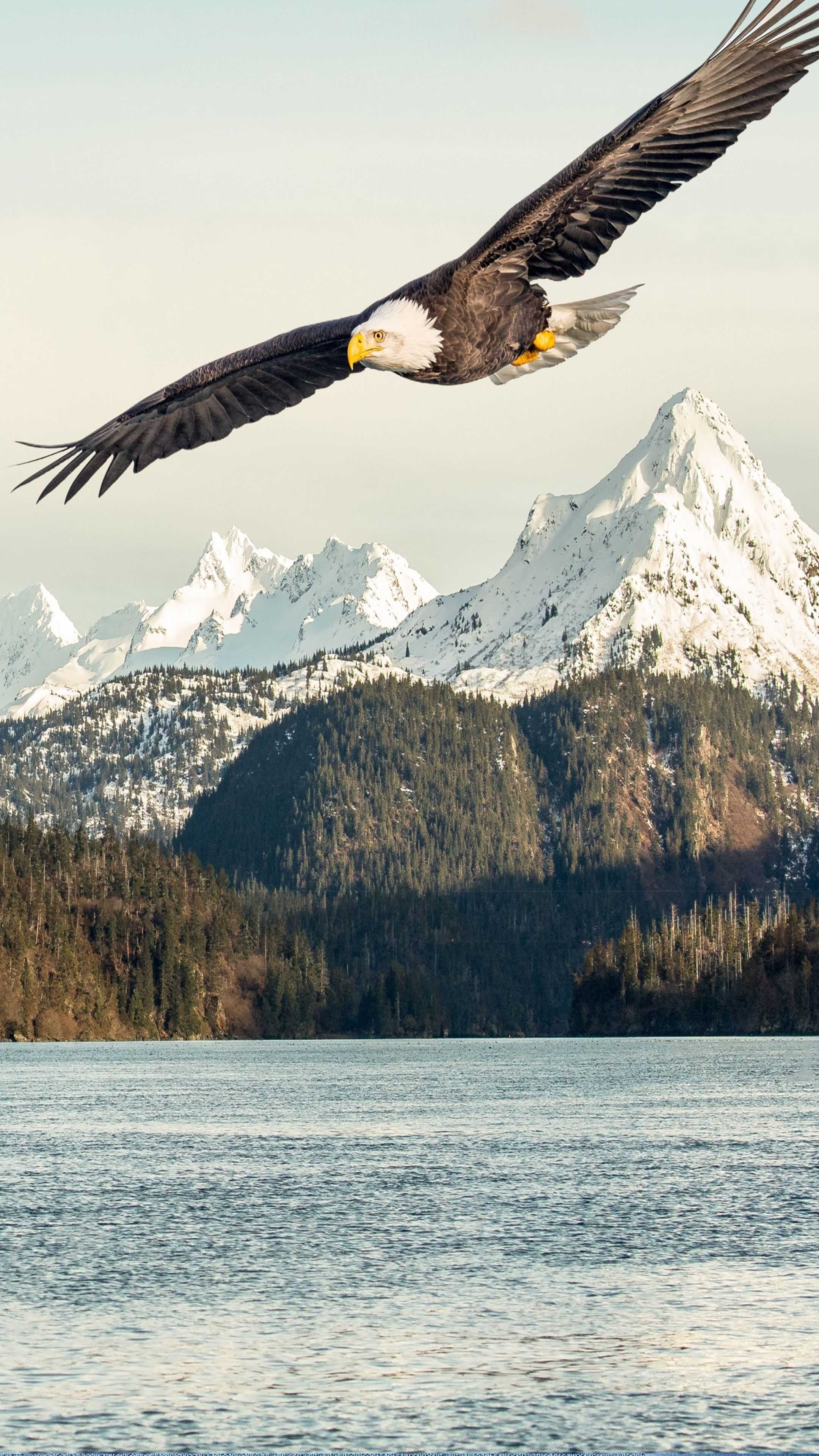 Majestic bald eagle, Wings spread wide, 2160x3840 4K Phone