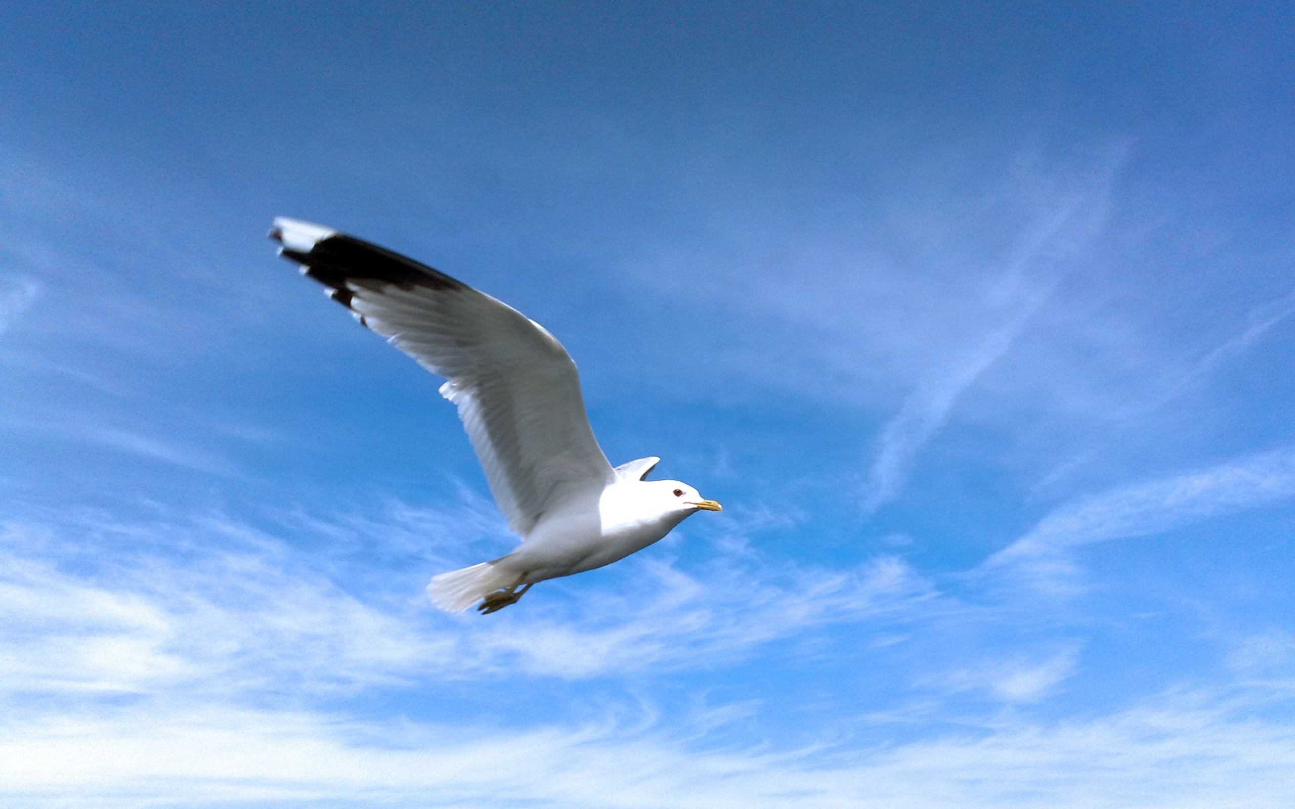 Seagull wallpapers, Ocean's gift, Coastal beauty, Aerial marvels, 2560x1600 HD Desktop