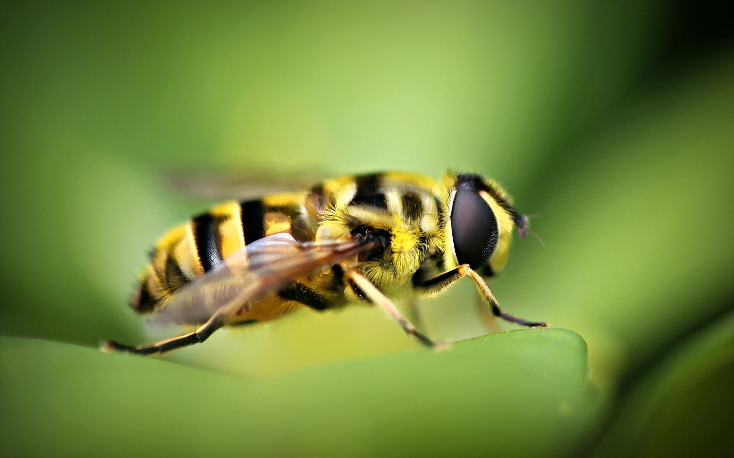 Bee: Honeybee workers gather pollen into the pollen baskets on their back legs. 2560x1600 HD Wallpaper.