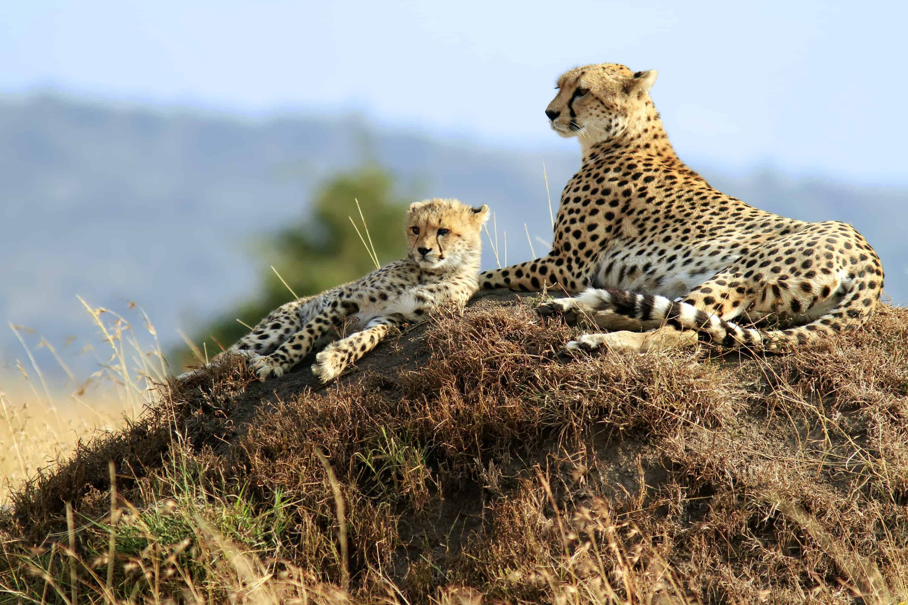 Serengeti cheetah, Thrilling video, African savannah, Wildlife adventure, 3000x2000 HD Desktop