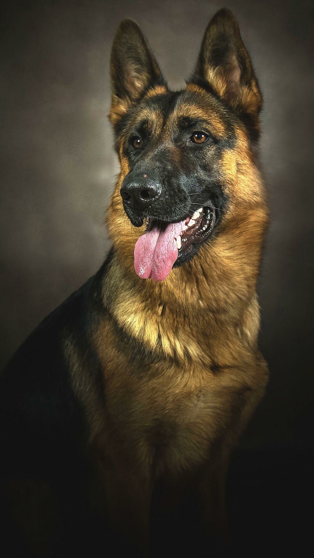 German Shepherd: The seventh-most registered breed by The Kennel Club in the United Kingdom. 1080x1920 Full HD Background.