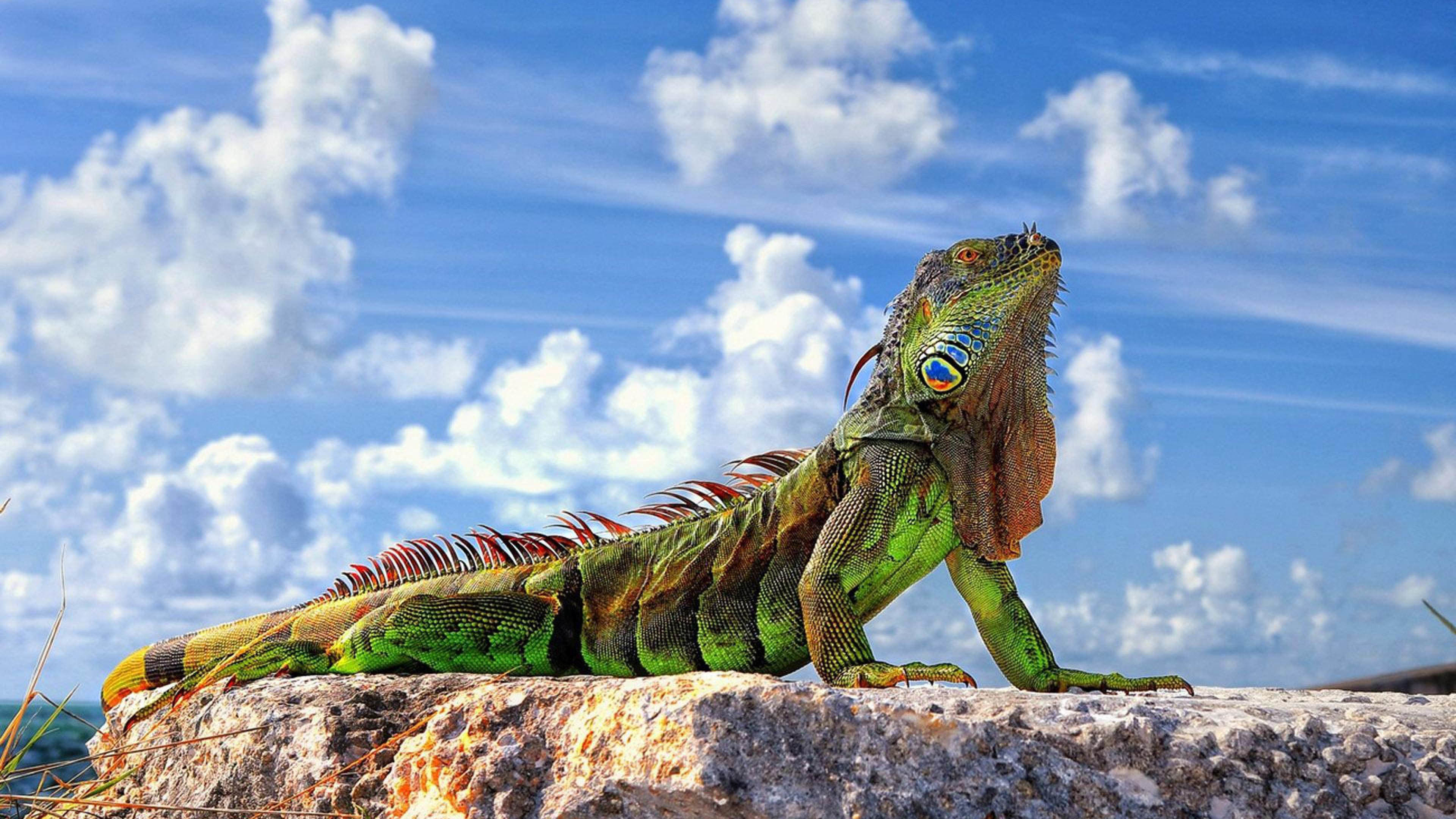 Iguana wallpaper, Detailed close-up, Reptilian beauty, Nature background, 3840x2160 4K Desktop