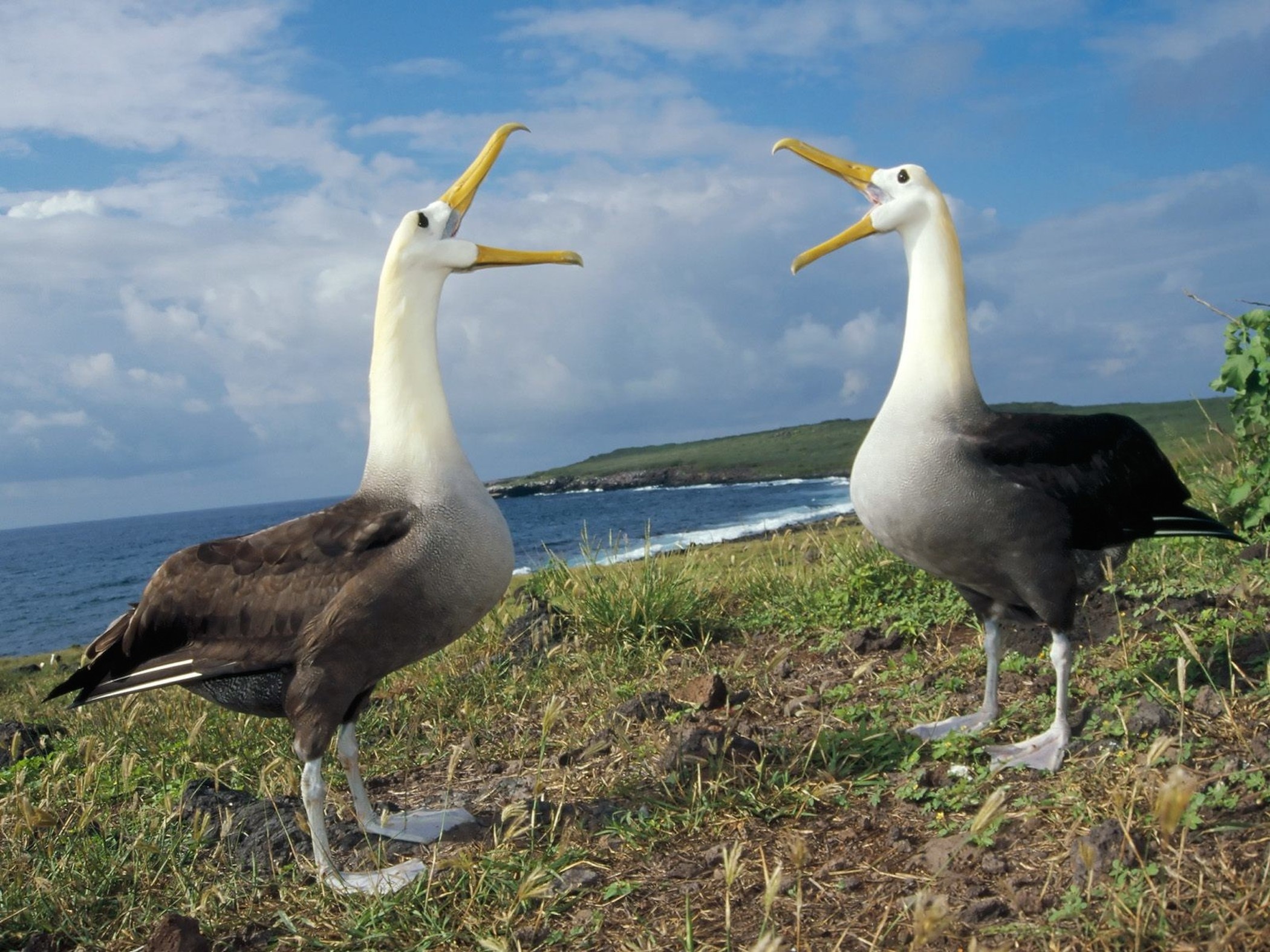 Waved albatross, Galapagos wonder, Exquisite bird wallpaper, Nature's harmony, 2100x1580 HD Desktop