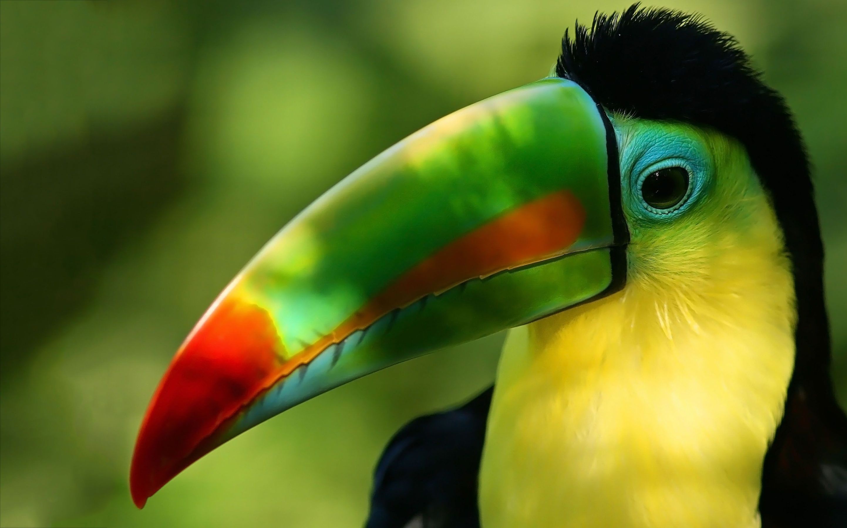 Toucan on desktop, HD wallpaper, Colourful bird, Eye-catching background, 2890x1800 HD Desktop