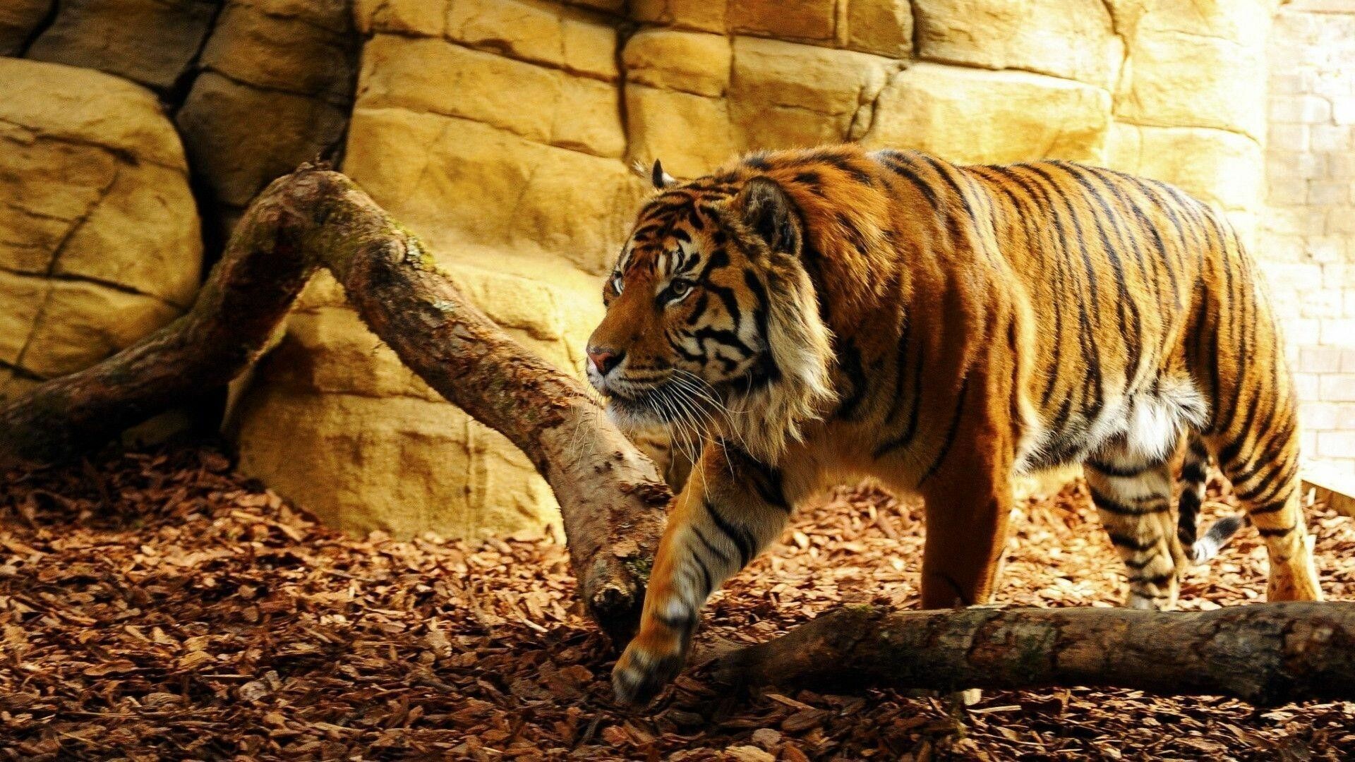 Tiger: As top predators in the food chain, tigers help keep their habitats balanced by preying on other animals, mainly herbivores. 1920x1080 Full HD Wallpaper.